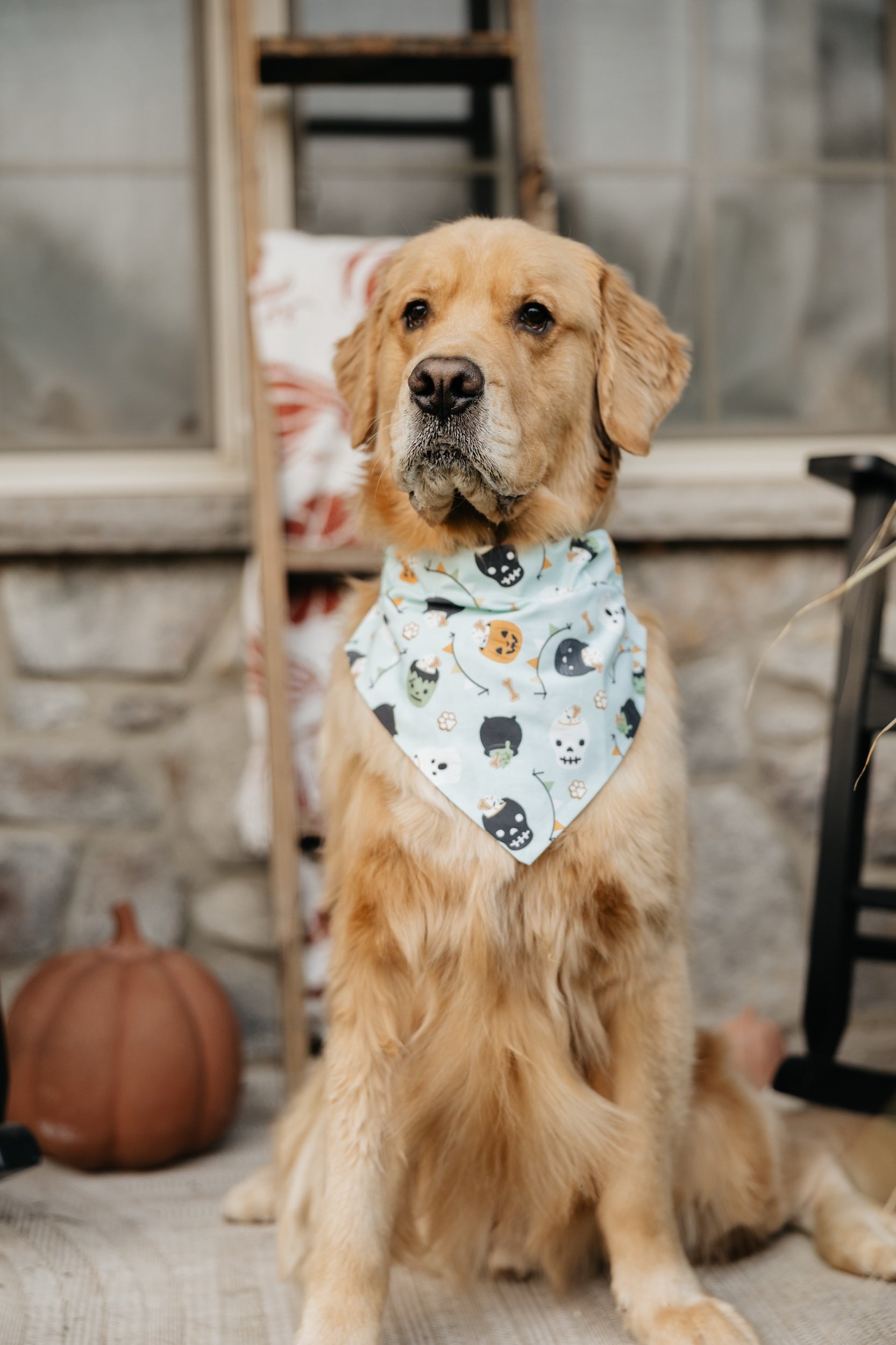 Halloween Pup Party Dog Bandana