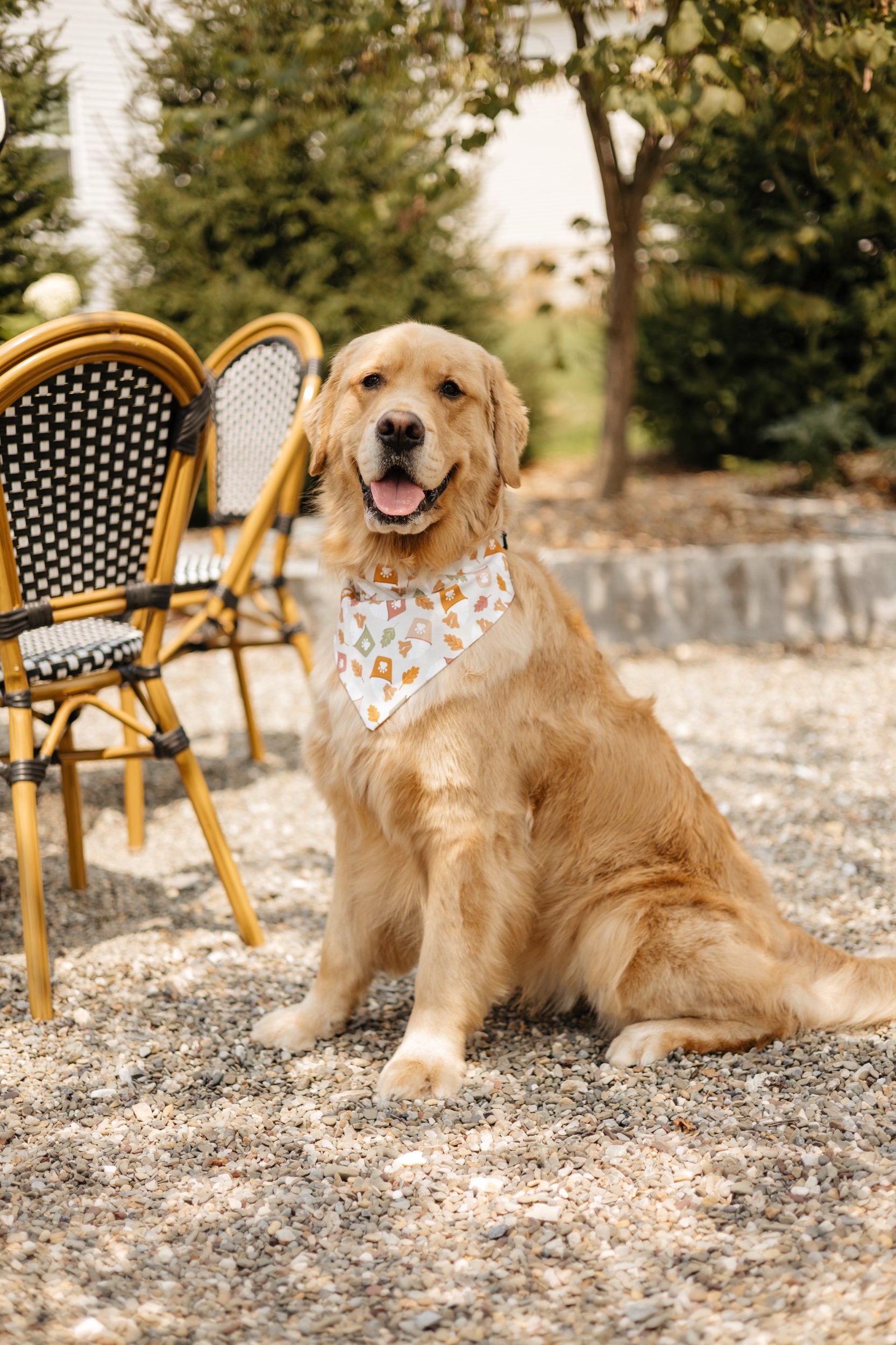 Pupachino Dog Bandana