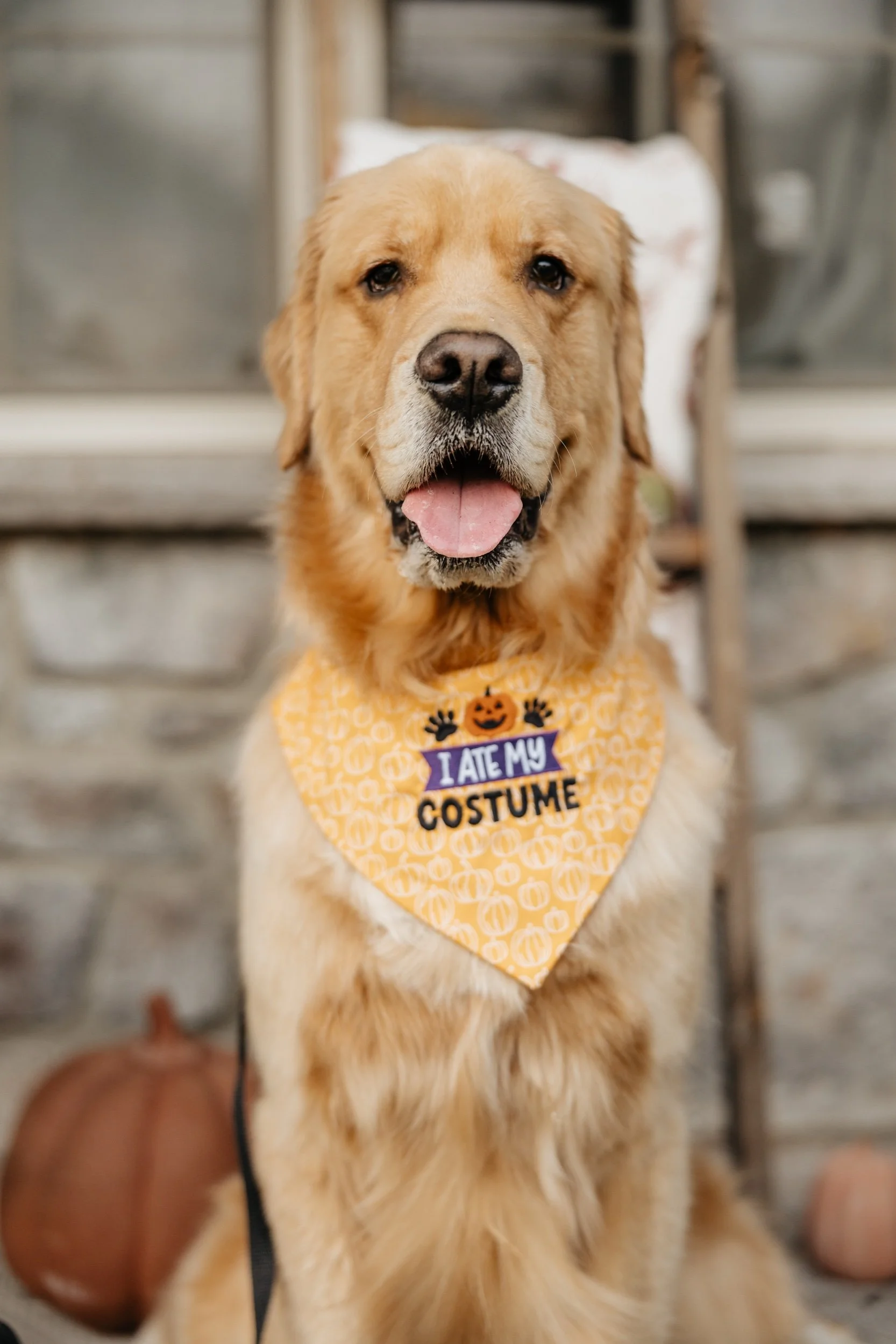 I ate my costume dog bandana