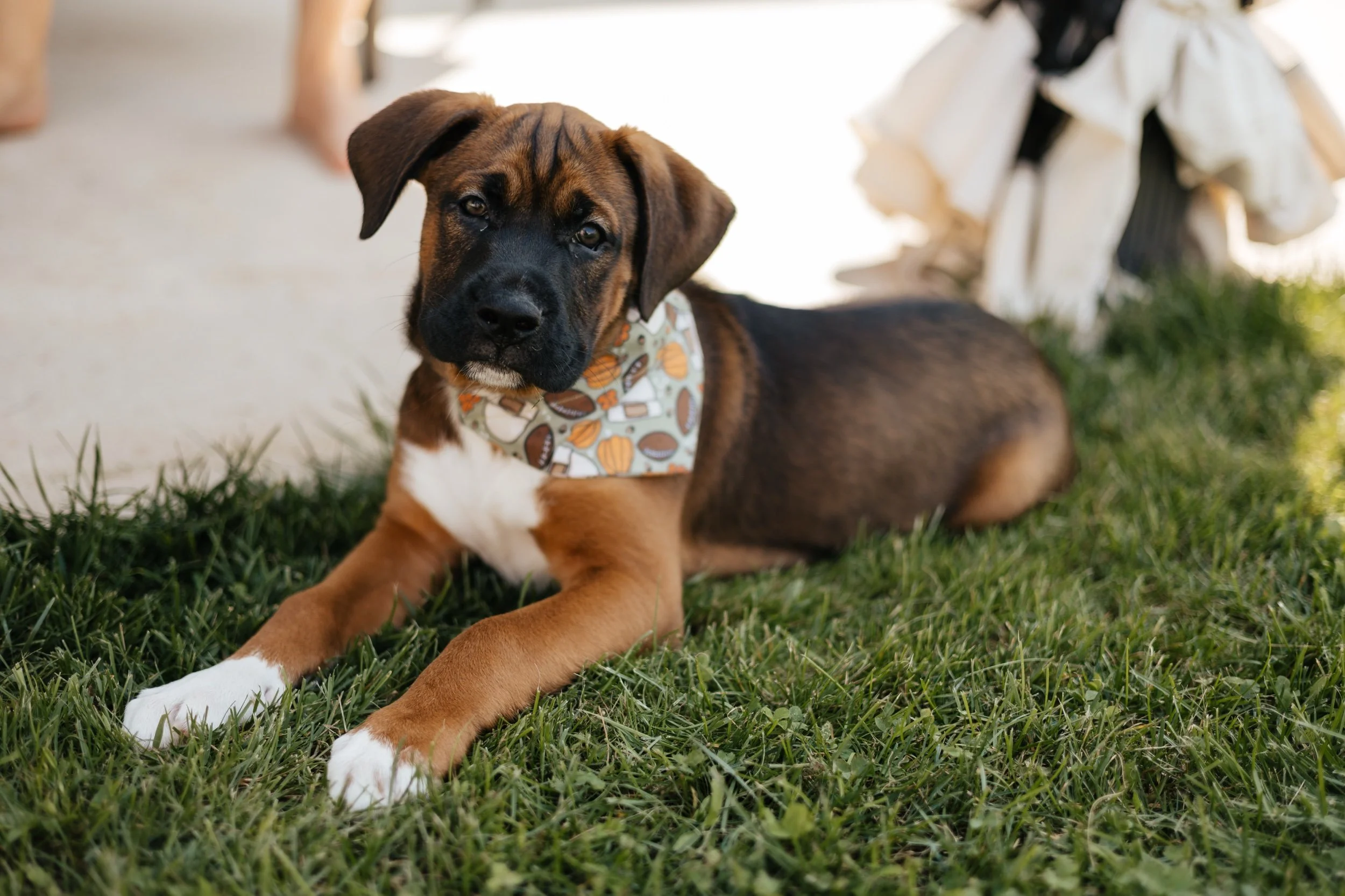 Pumpkin Kickoff Dog Bandana