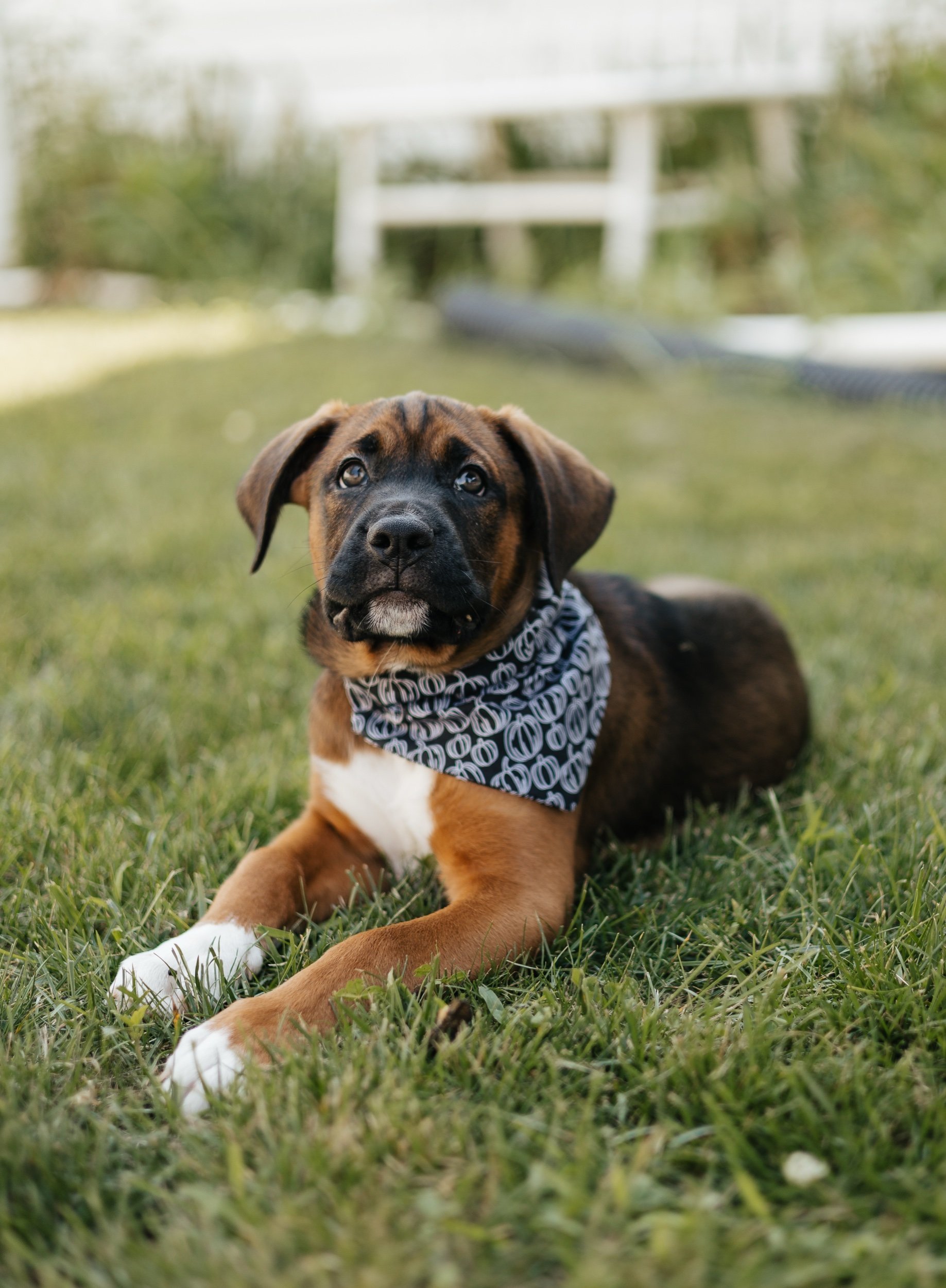Simple Pumpkin Outline Dog Bandana