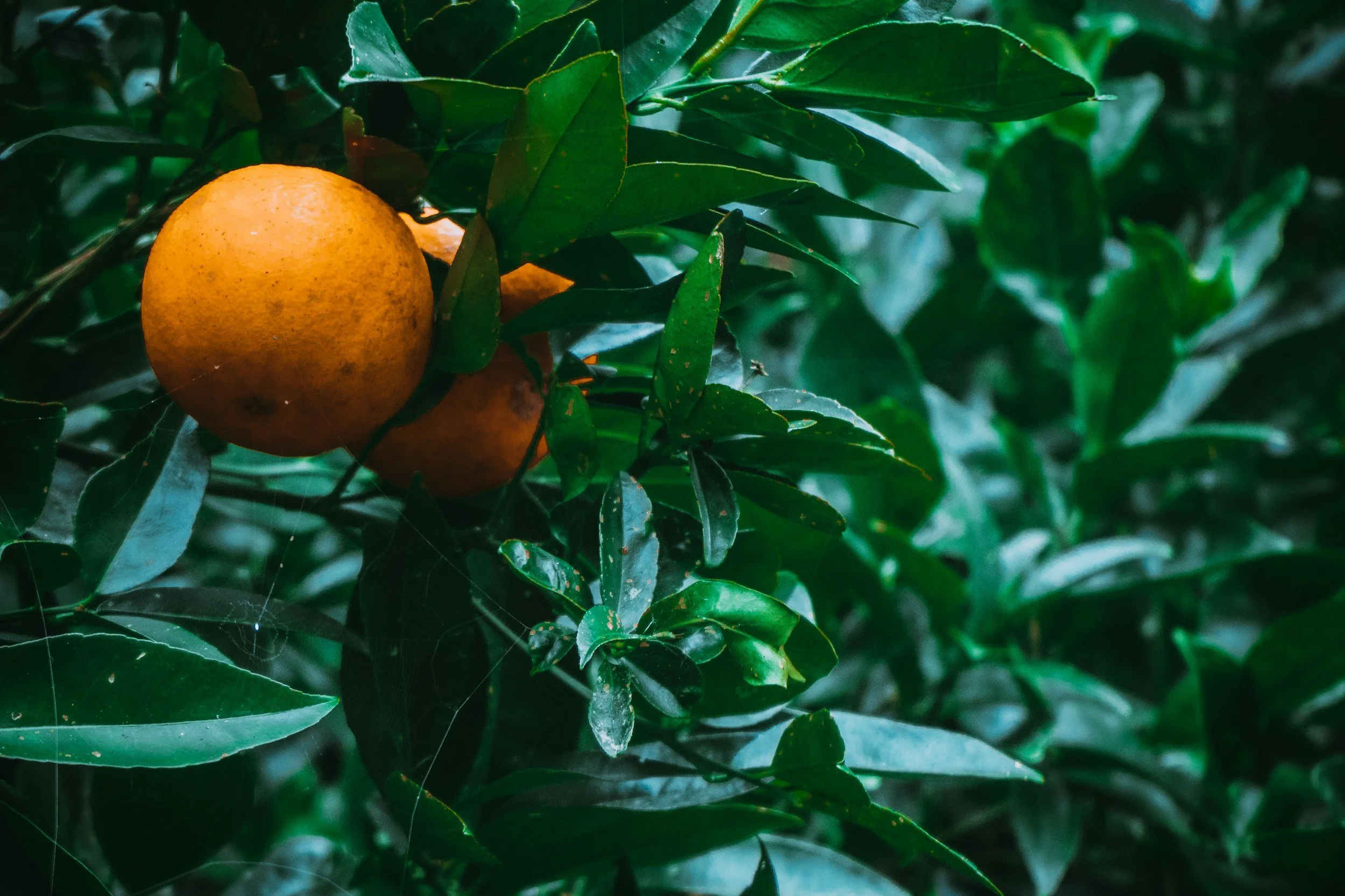 unsplash-image-QcOGY8VTvZ0.jpg