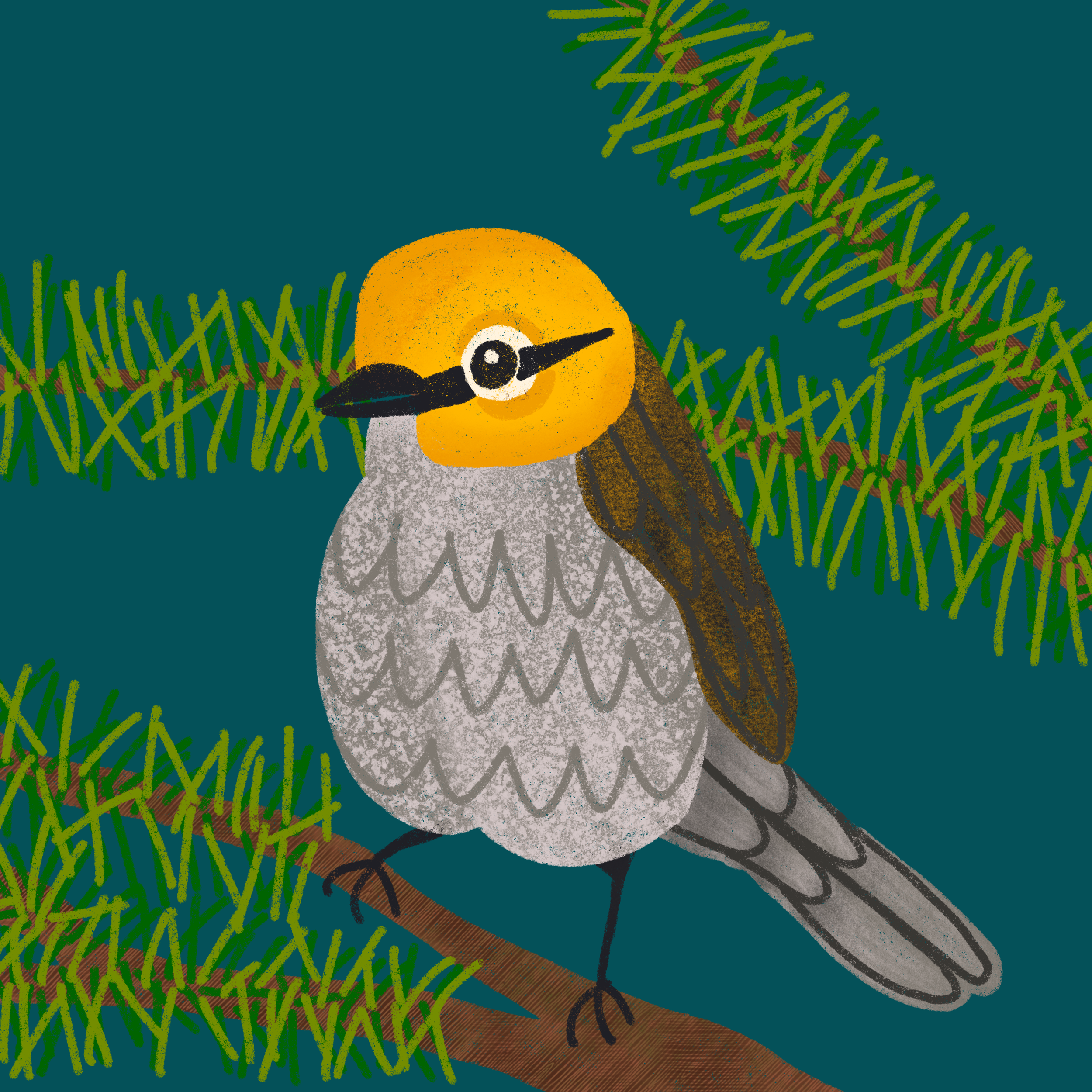 birdy1.png
