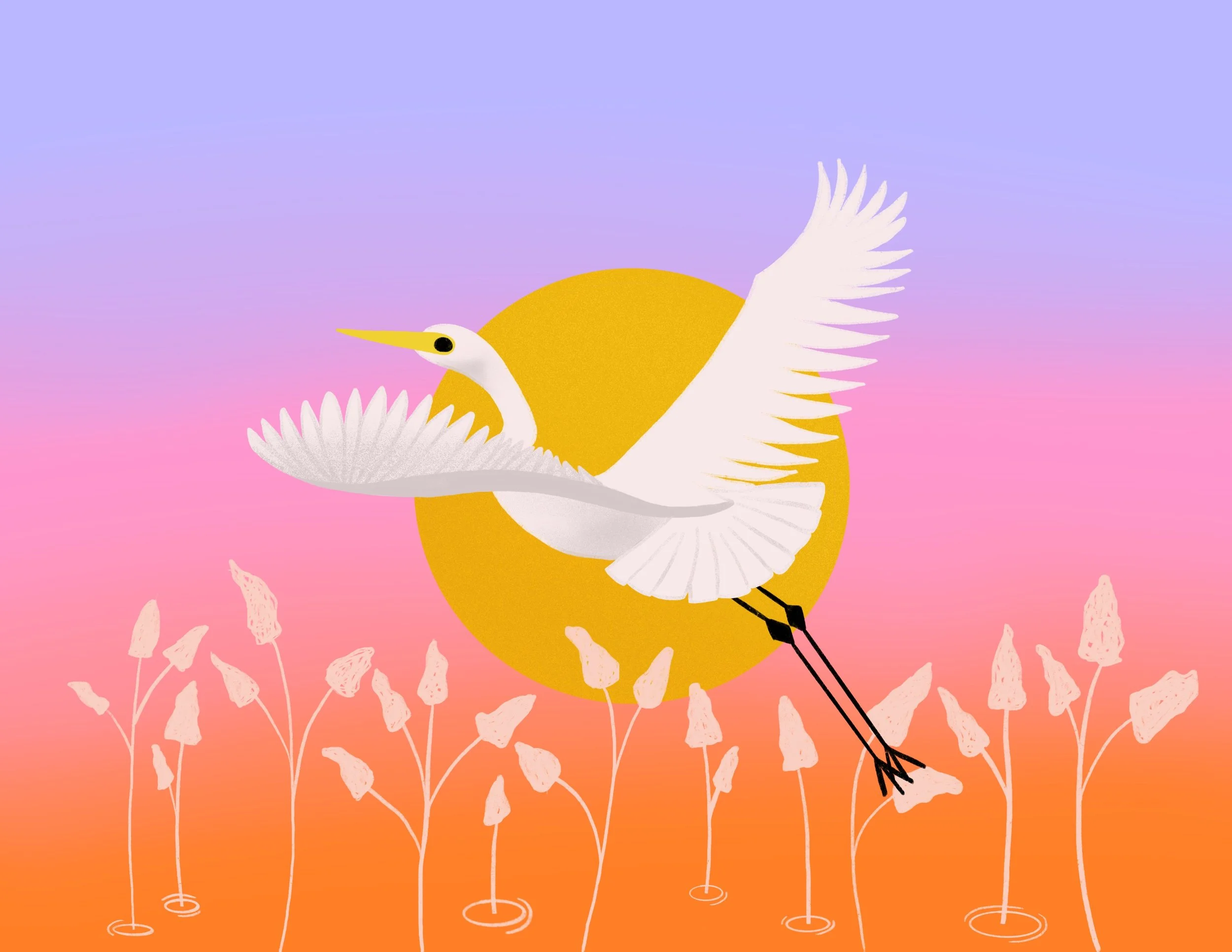 Snowy_Egret_-_Uplift_-_Sunset.jpg