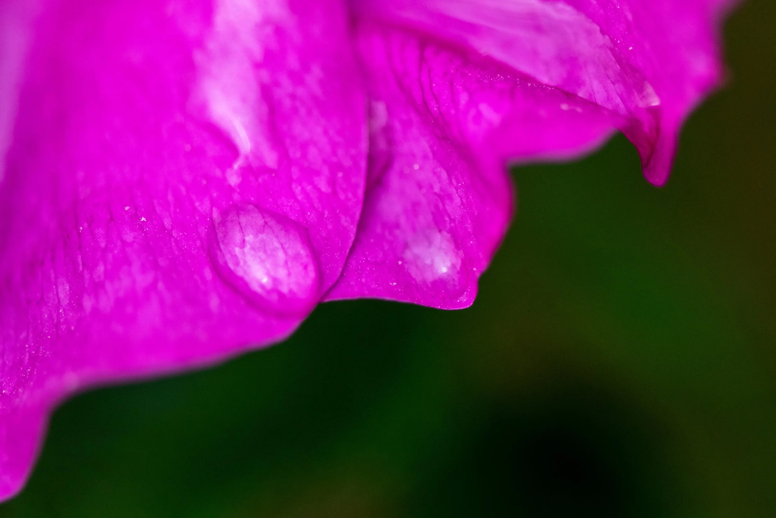 “Light in the Fold”