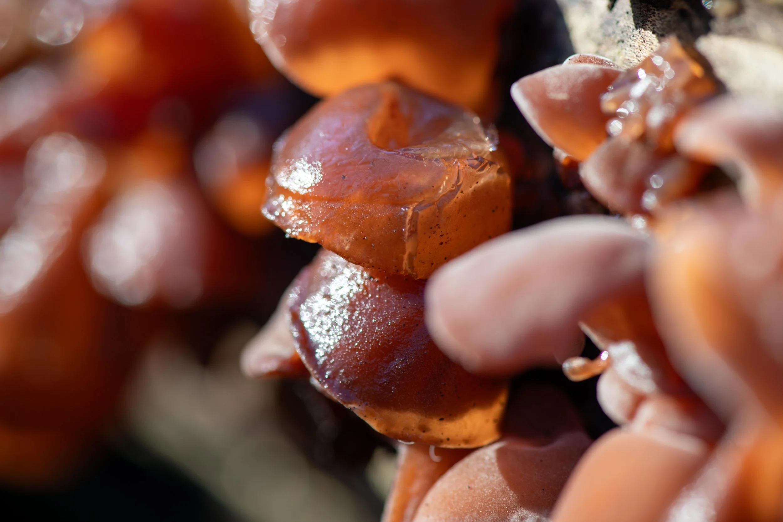 “Study in Amber”