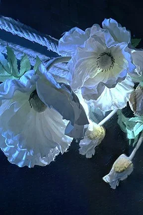 VIRELLE.webp
