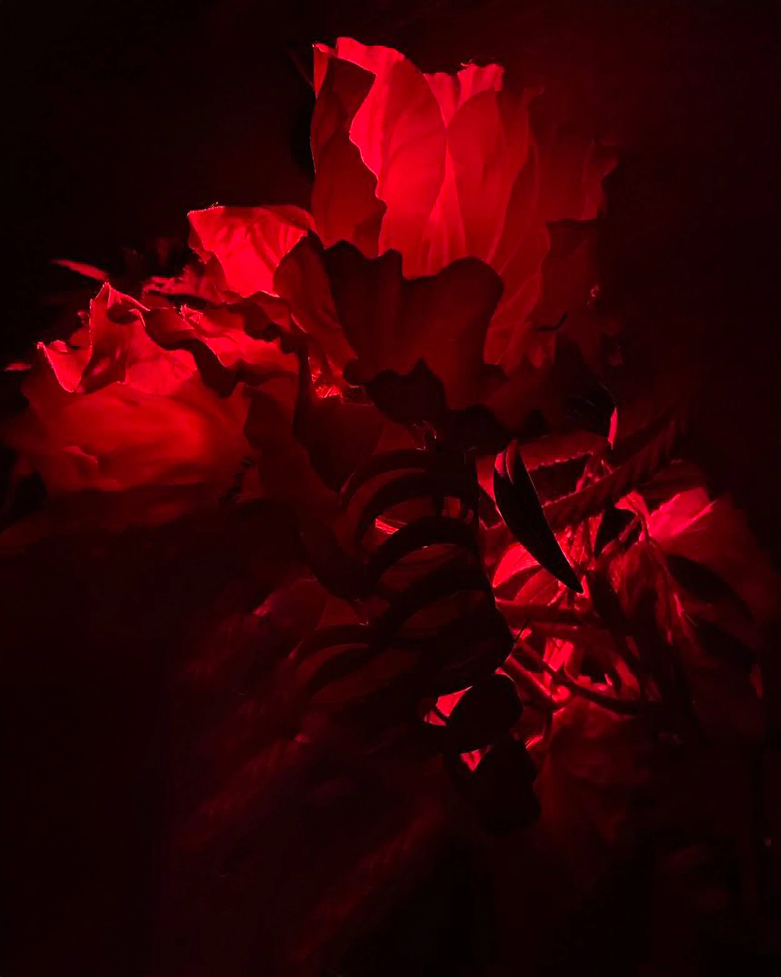 BS-MASTER-2615-4800X6000-300DPI-JPG copy.jpg