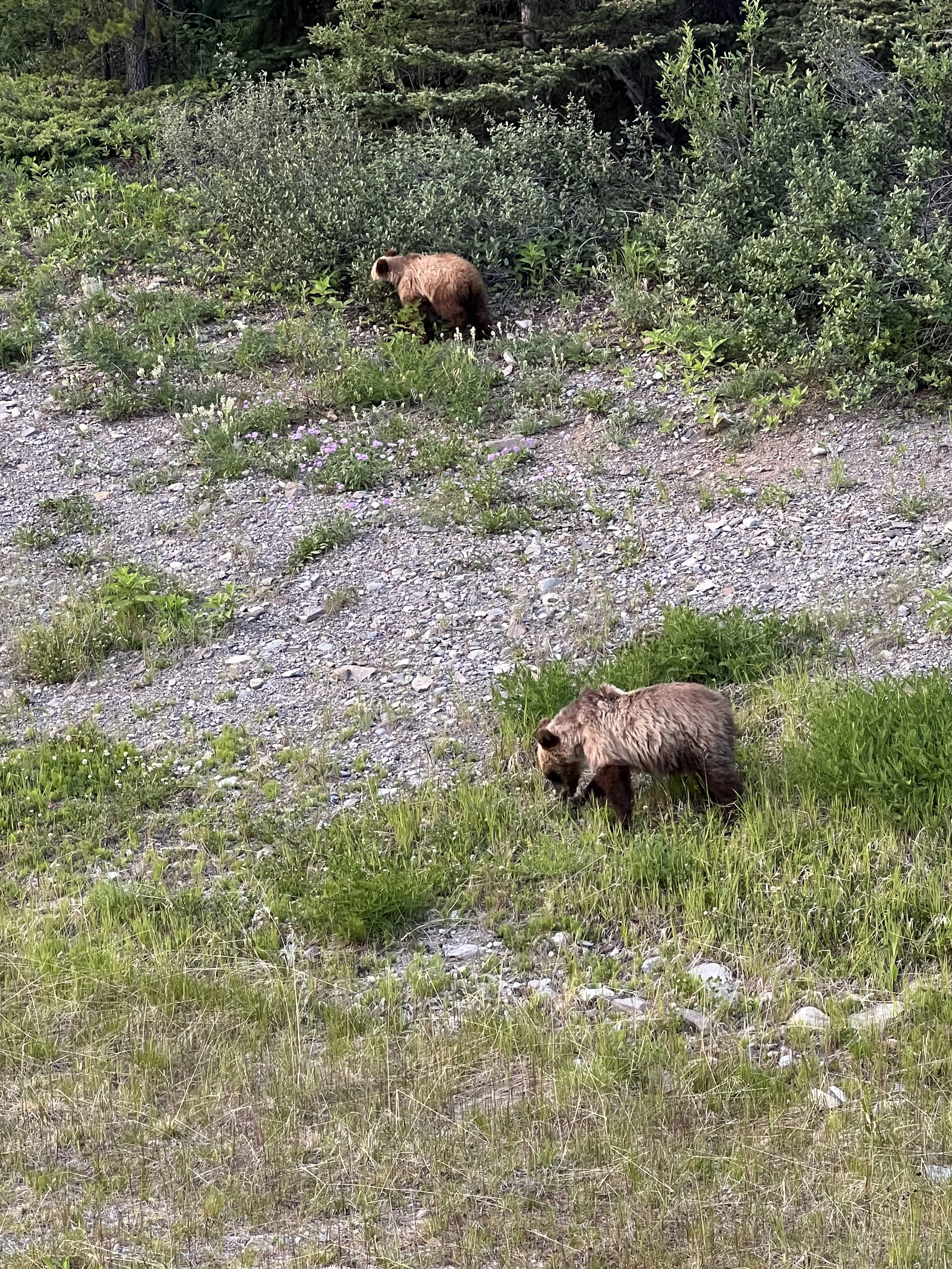 Grizzly cubs in Kananaskis