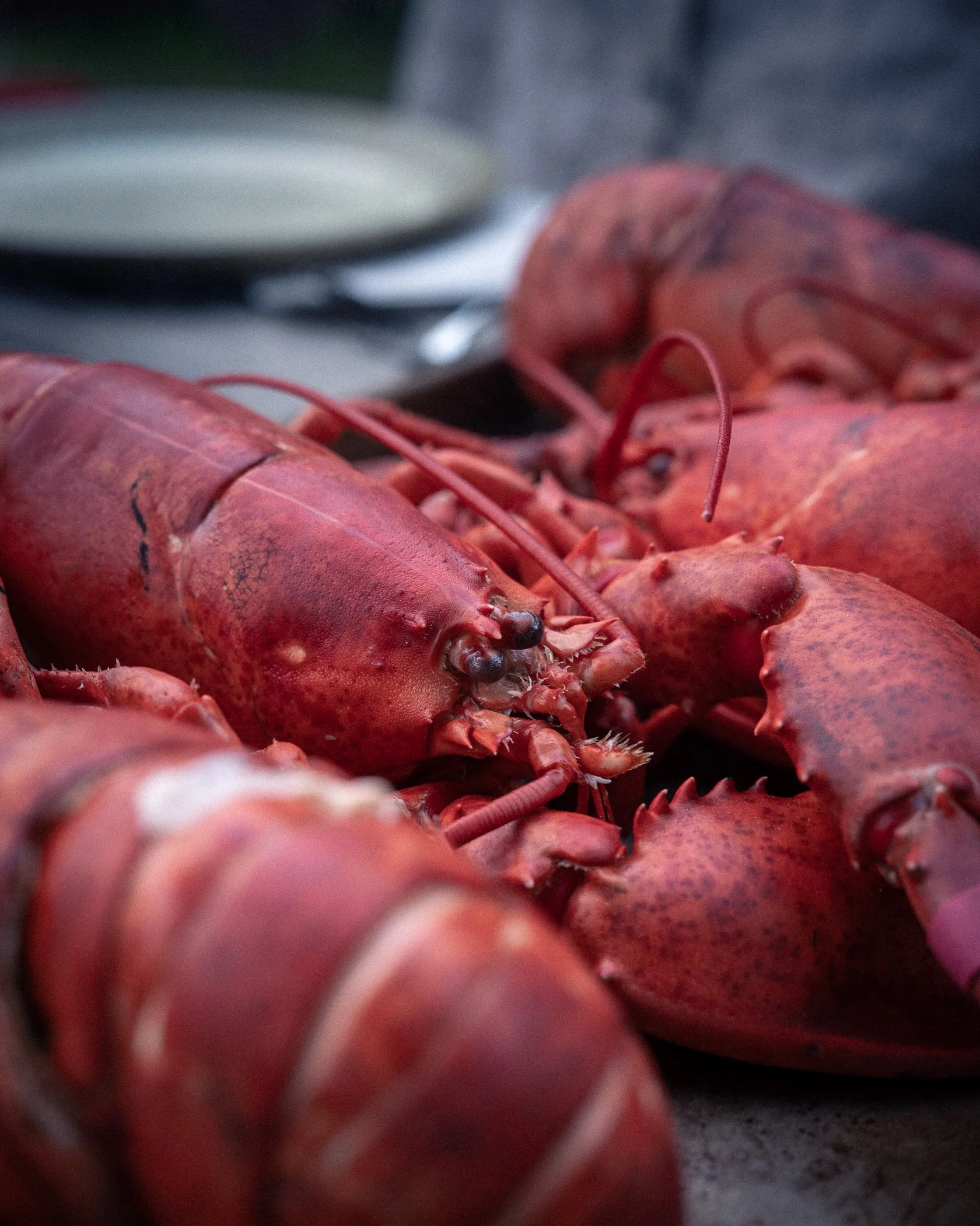 East-Coast-Lobster-Dinner-3.jpg