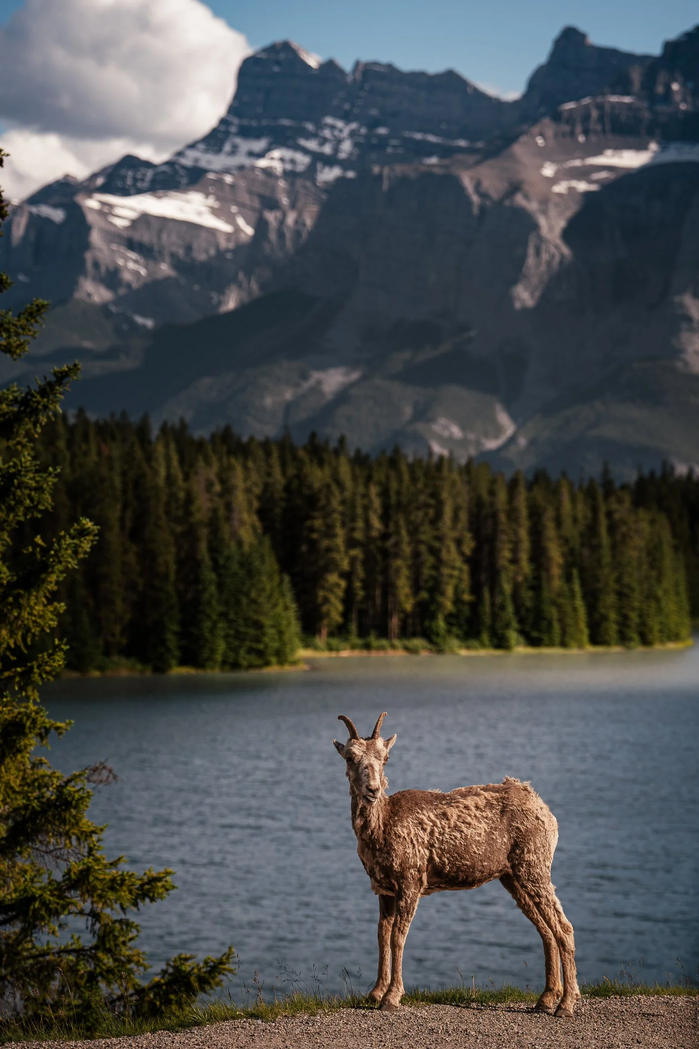 Banff-Bighorn-Sheep-6.jpg