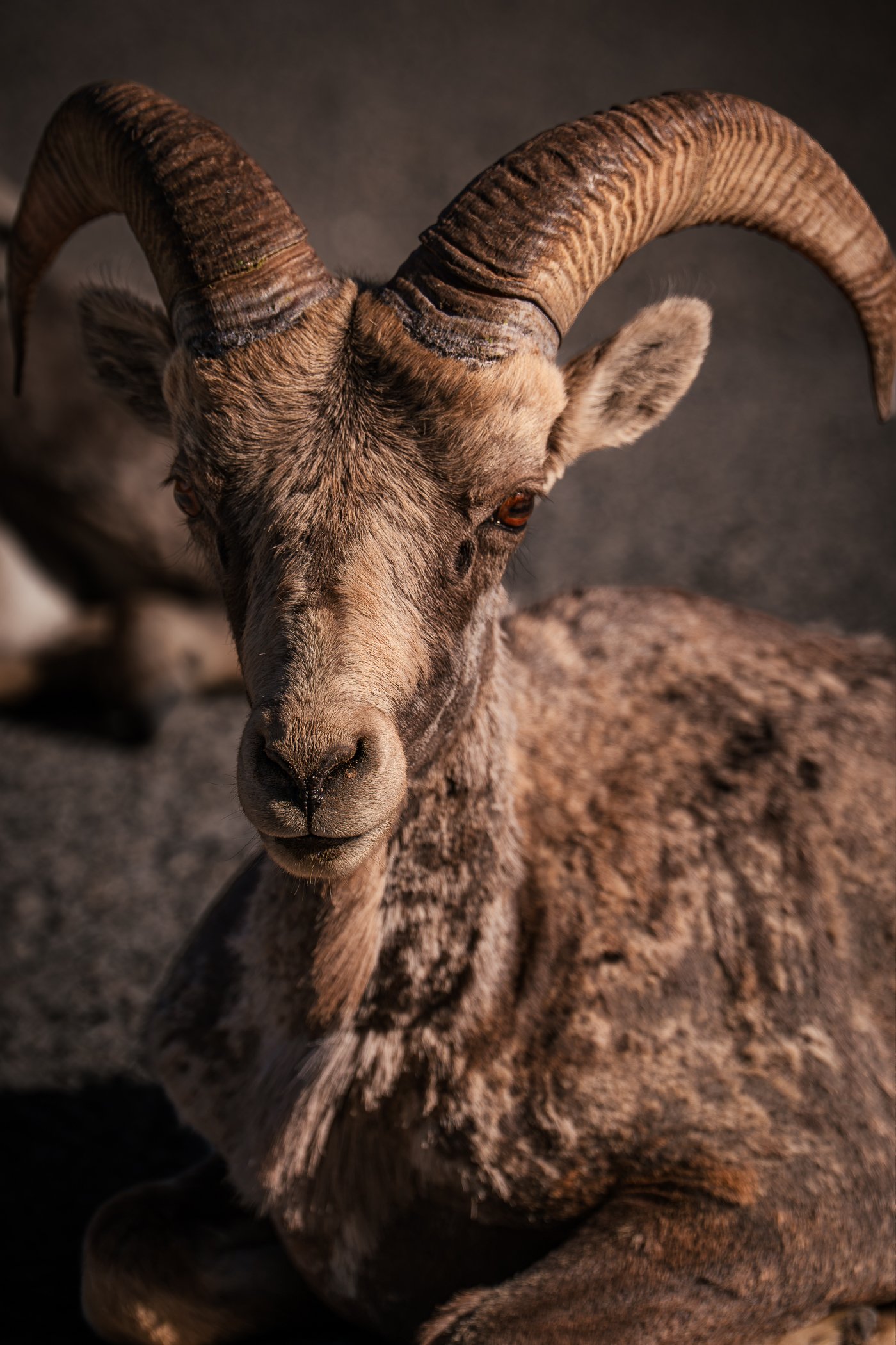 Banff-Bighorn-Sheep-5.jpg