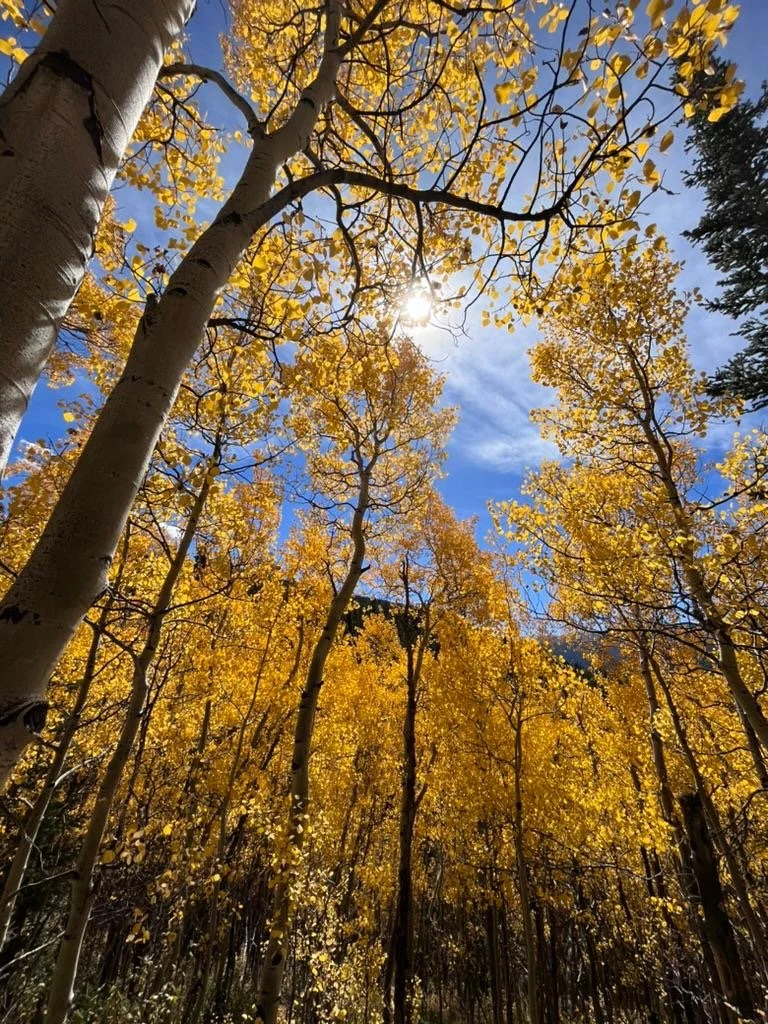 A forest of tall aspen trees with yellow leaves in autumn, sunlight shining through the branches and blue sky in the background.