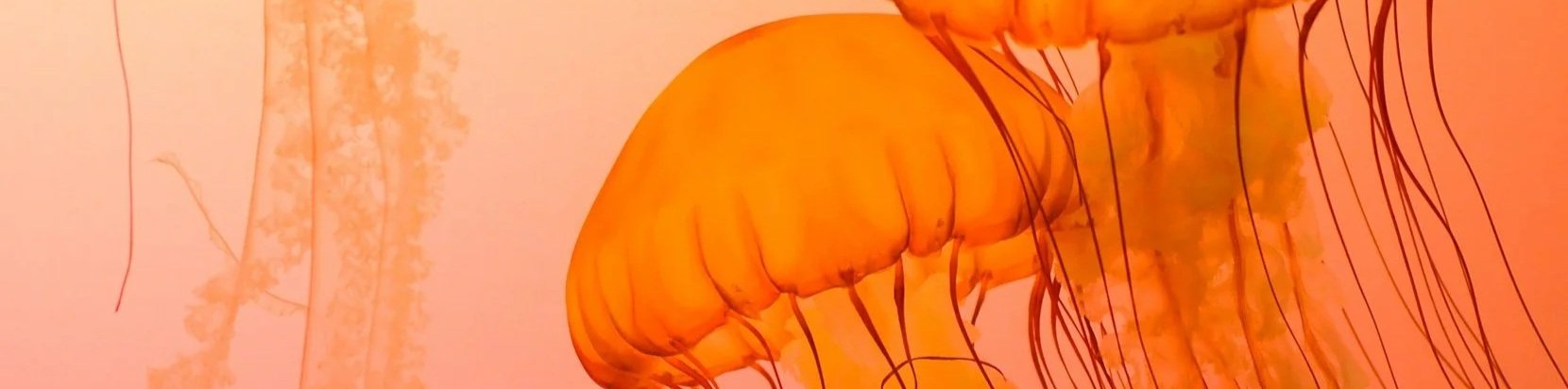 Pisces Sun