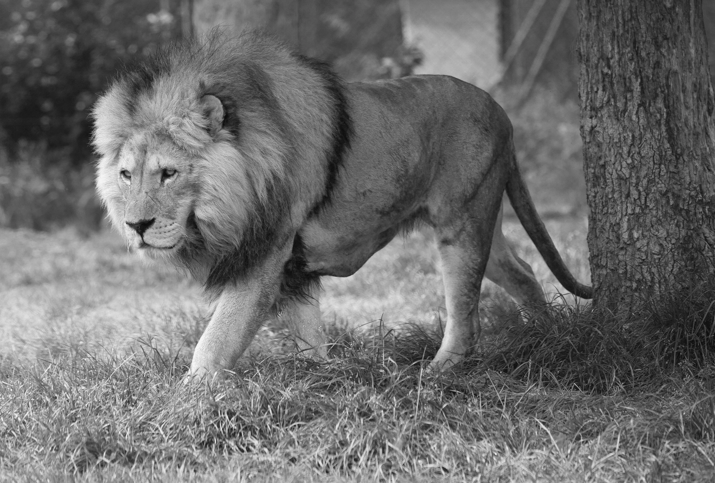 Leo Season Q & A