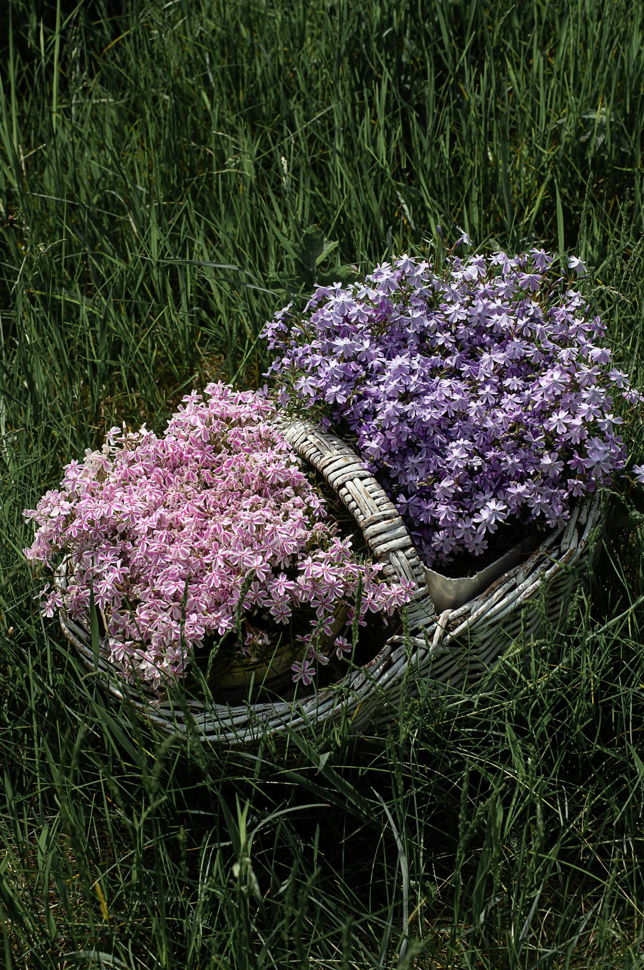 July: the Star Month of 2026