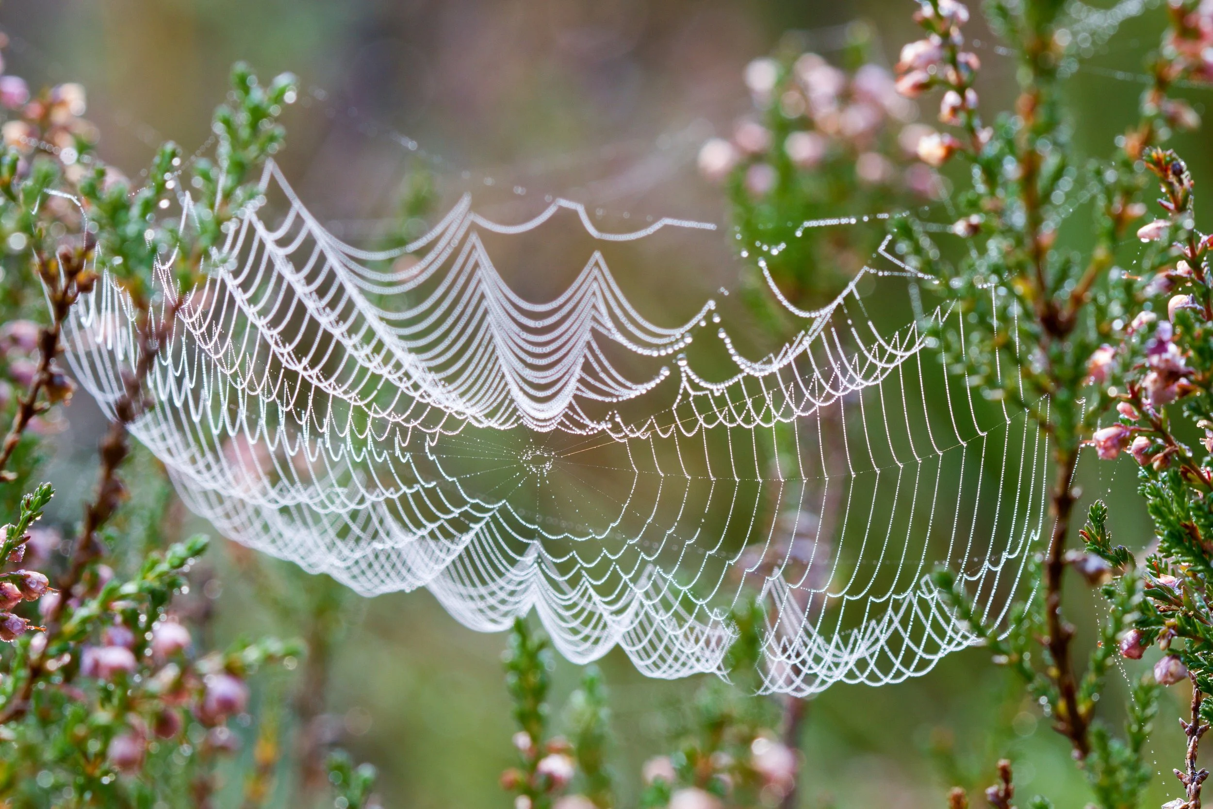 August: webs coming to light