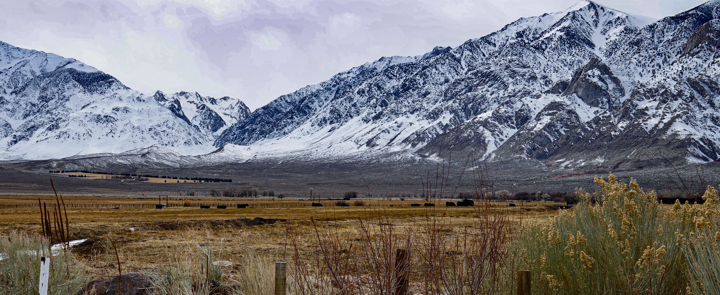 The Beauty of Bishop