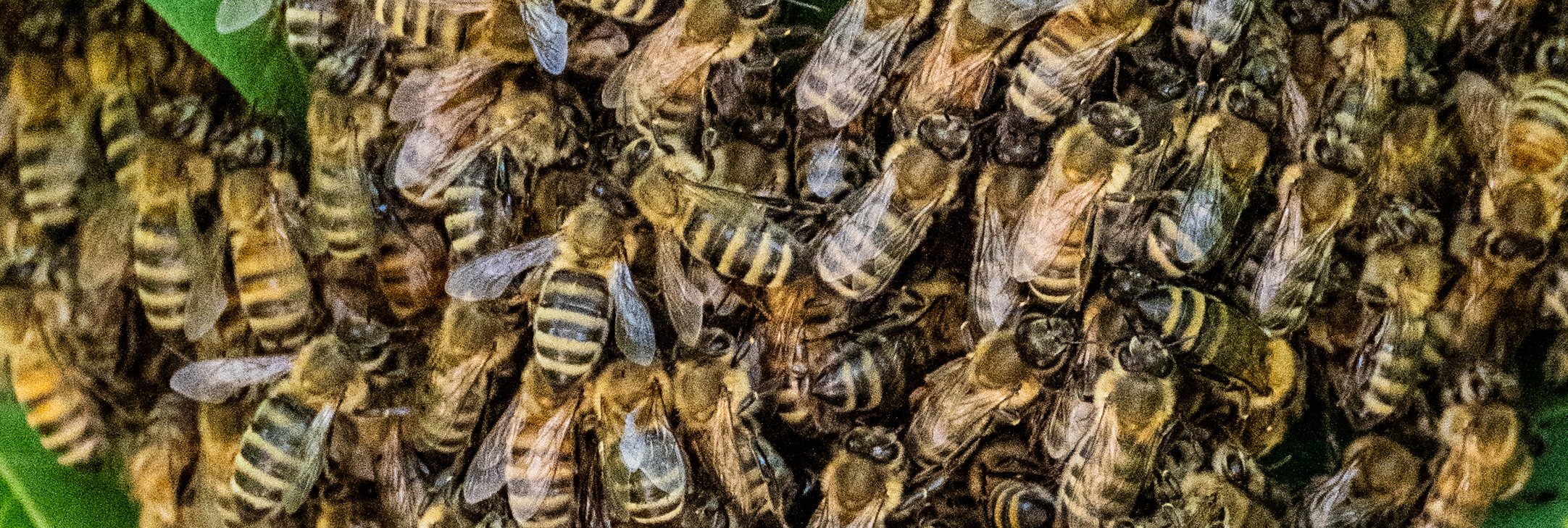 The Buzzzzzzzz