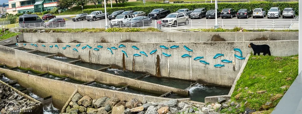The DIPAC Fish Ladder