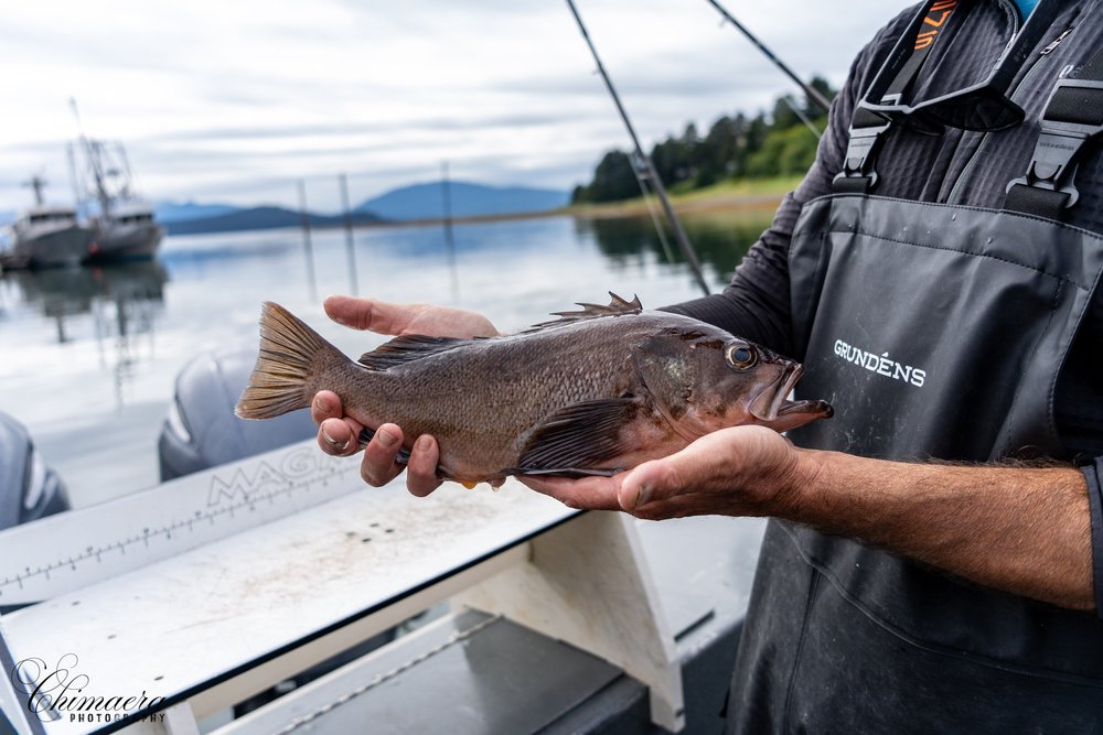 I did not catch a salmon