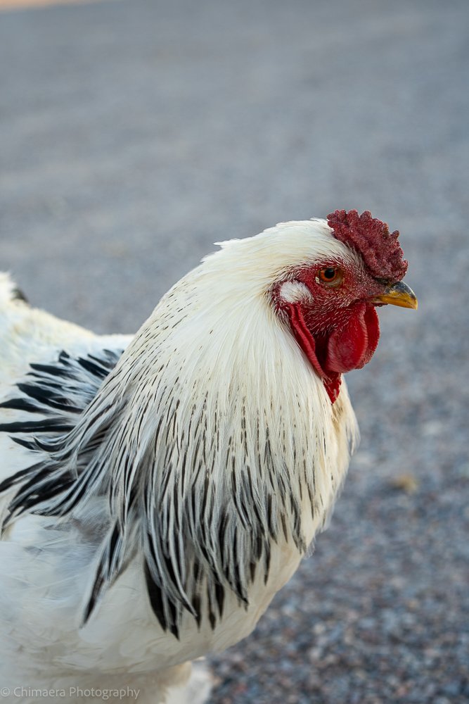 Rooster - 10 November 2023
