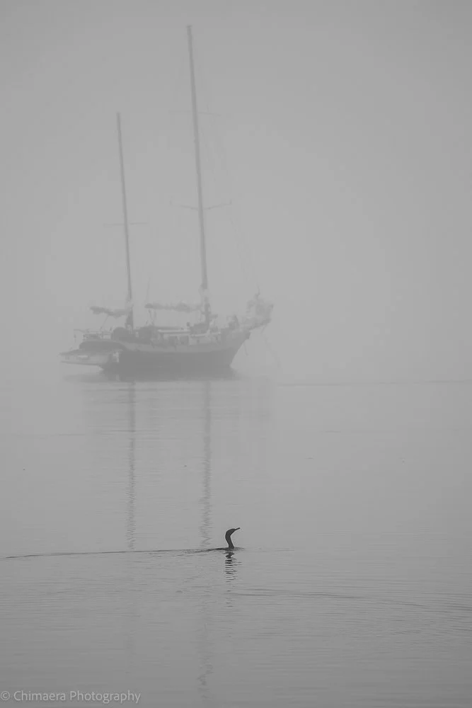 "Through the Fog II" - 20 December 2023