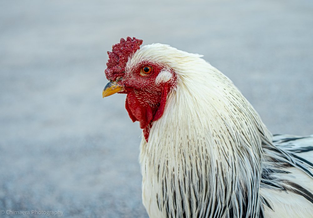 Rooster - 10 November 2023