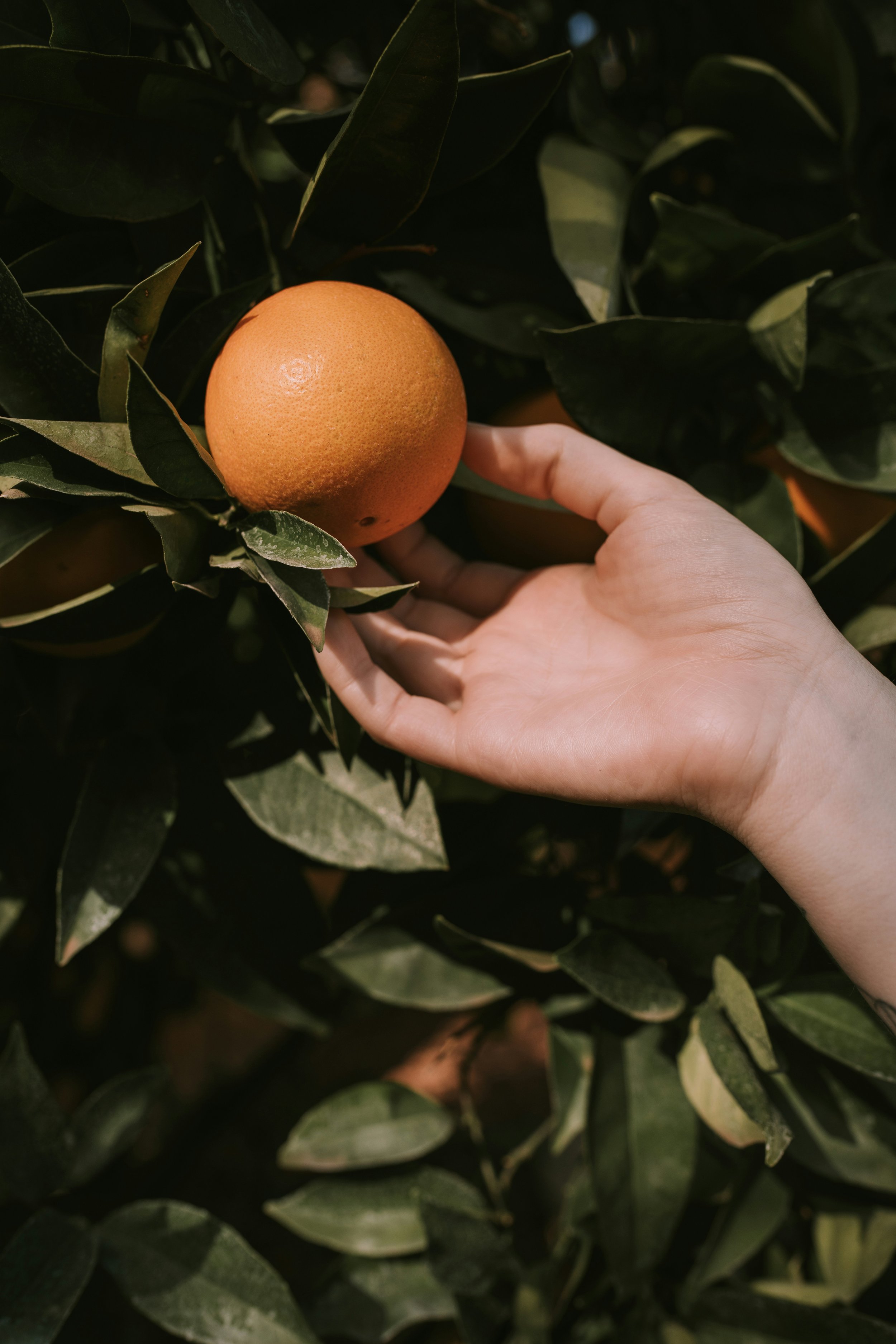 jared-subia-rvVMR7t8o34-unsplash.jpg