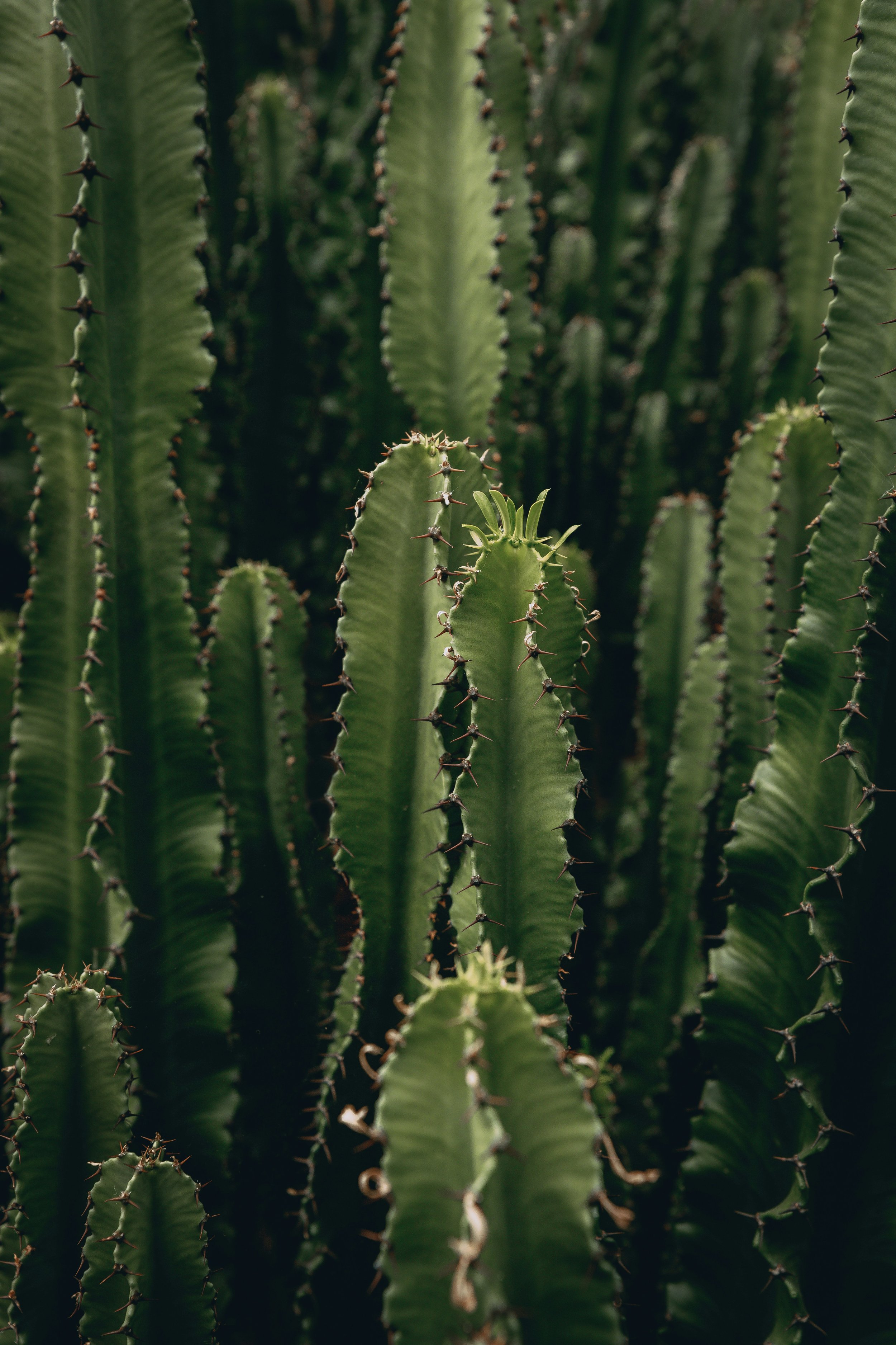 thomas-serer-NX2BUMsqpYY-unsplash.jpg