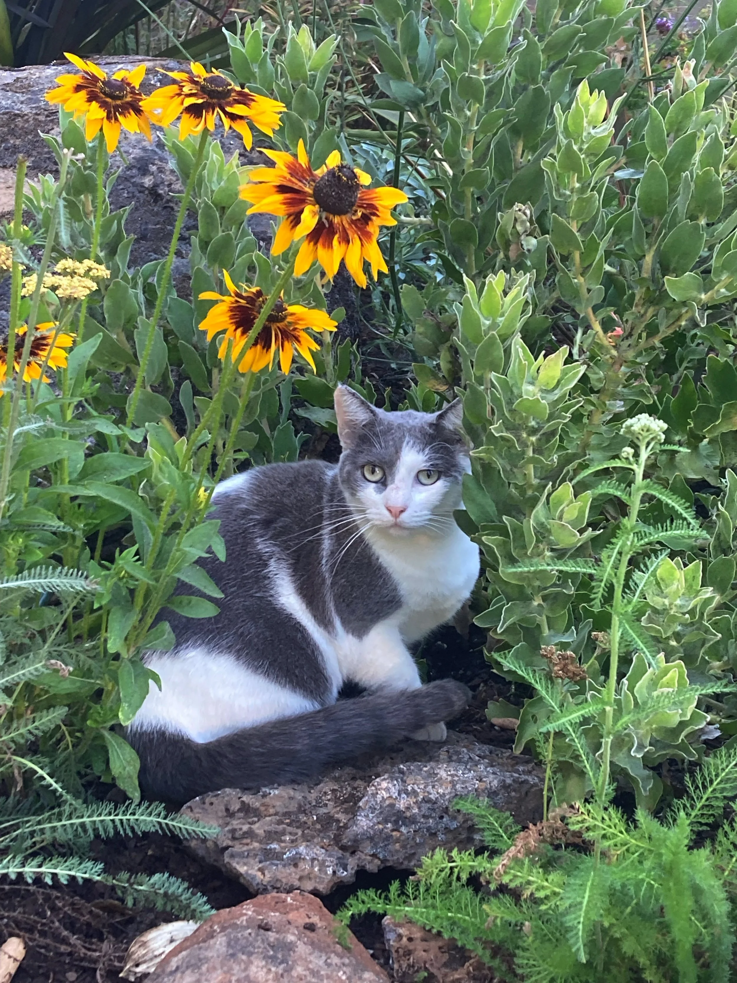 Seasonal Supplement Support