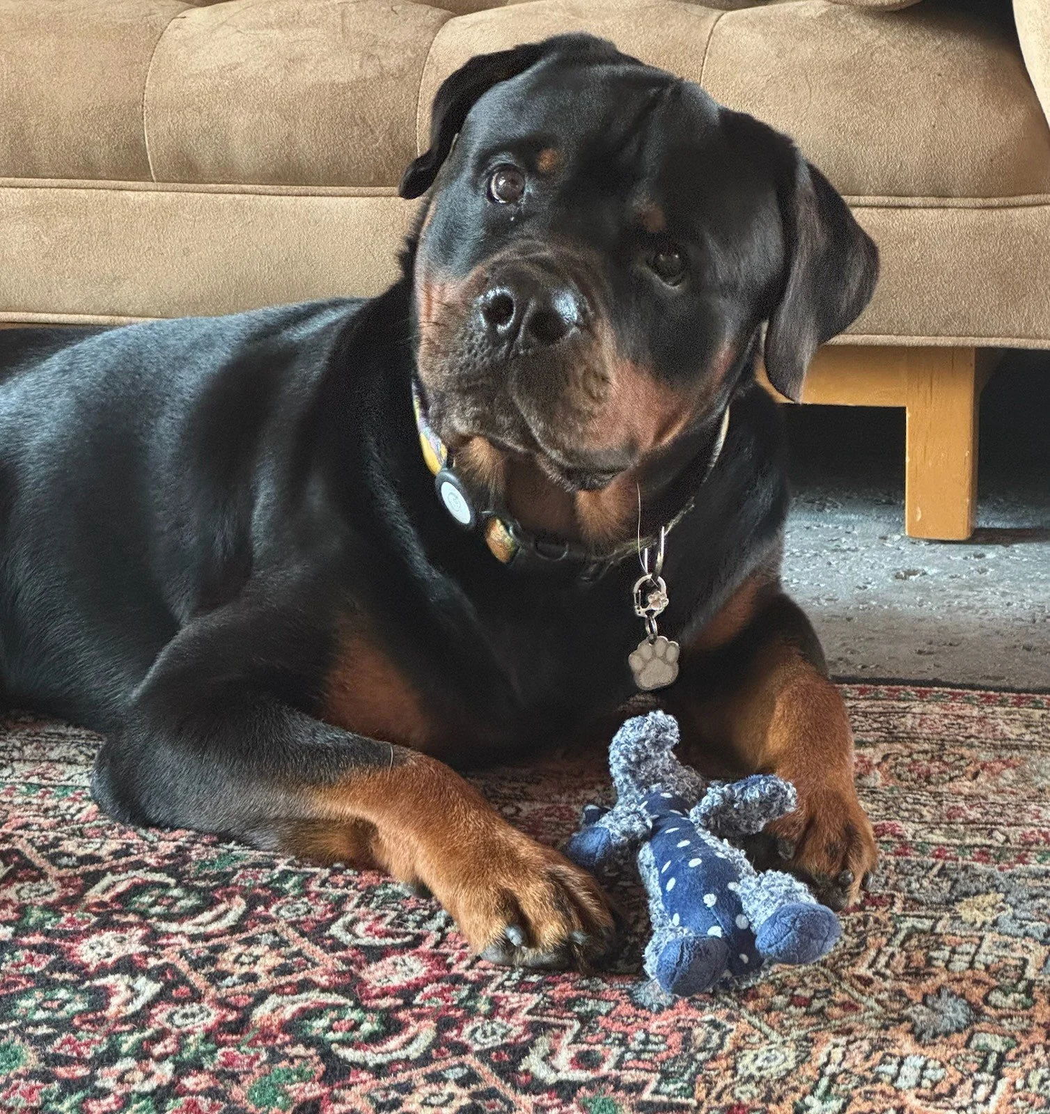 A Young Dog's Journey Back to Confidence: Coda's Story