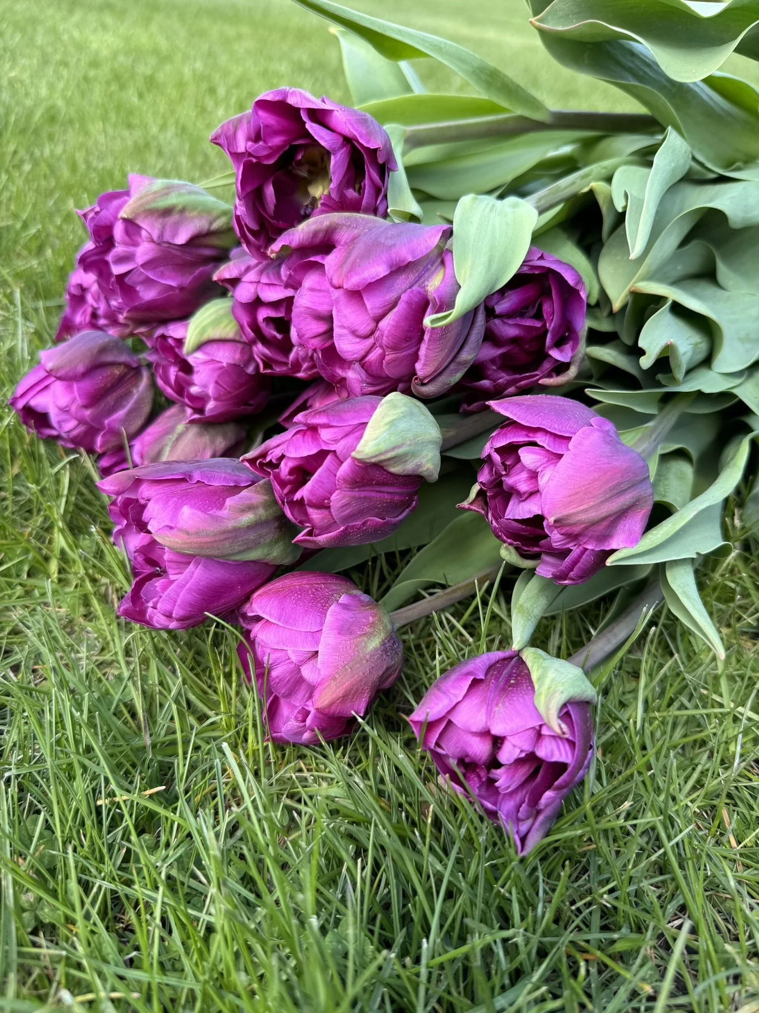 tulips2.JPEG