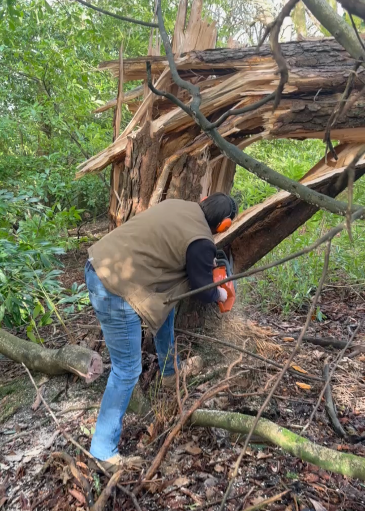 A person cutting a fallen tree trunk in a dense forest with a chainsaw, wearing ear protection and a brown vest.