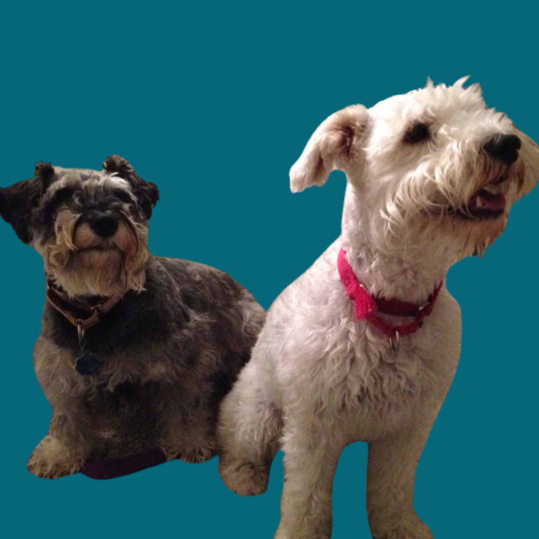 Copy of Untitled Design (1).png