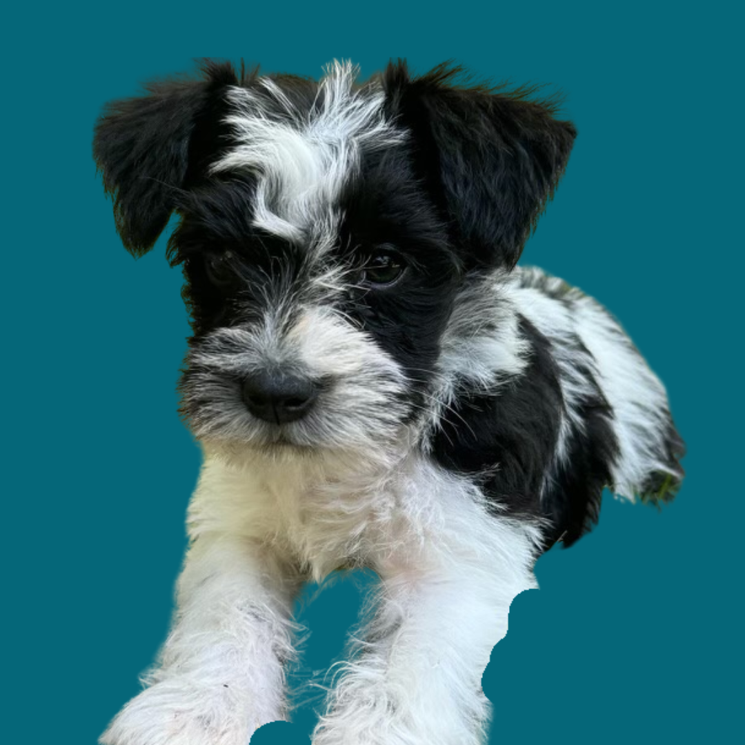 Copy of Untitled Design (2).png