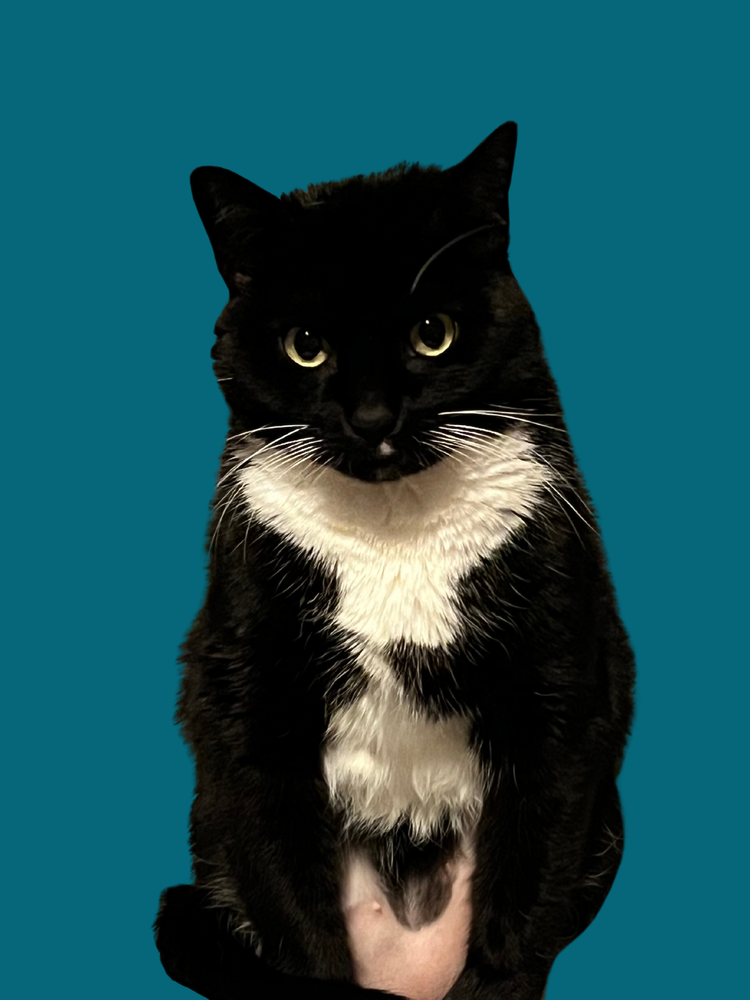 Untitled design (11).png