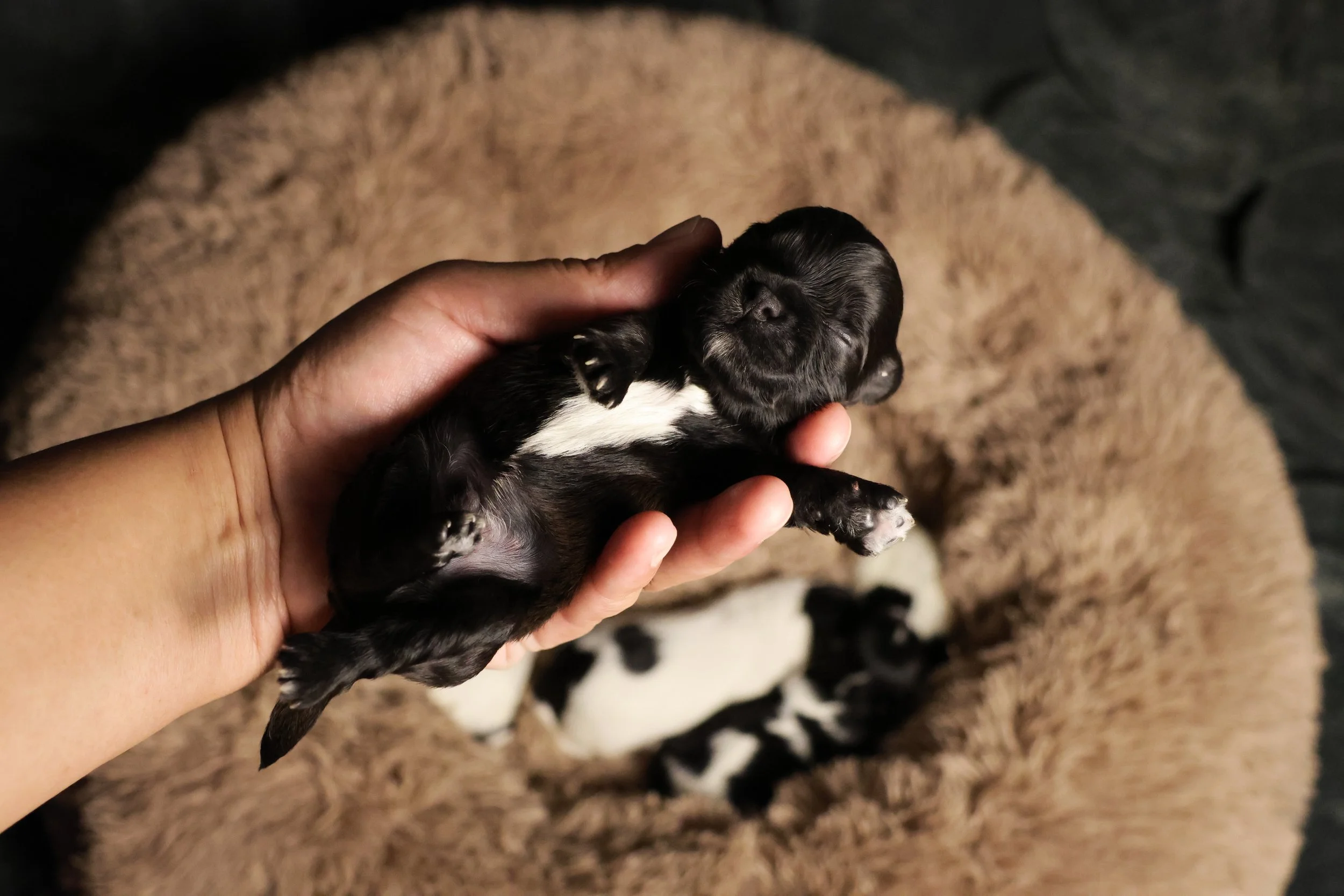 A person holding a tiny black puppy with white markings, with other puppies resting on a brown fuzzy blanket or dog bed in the background.