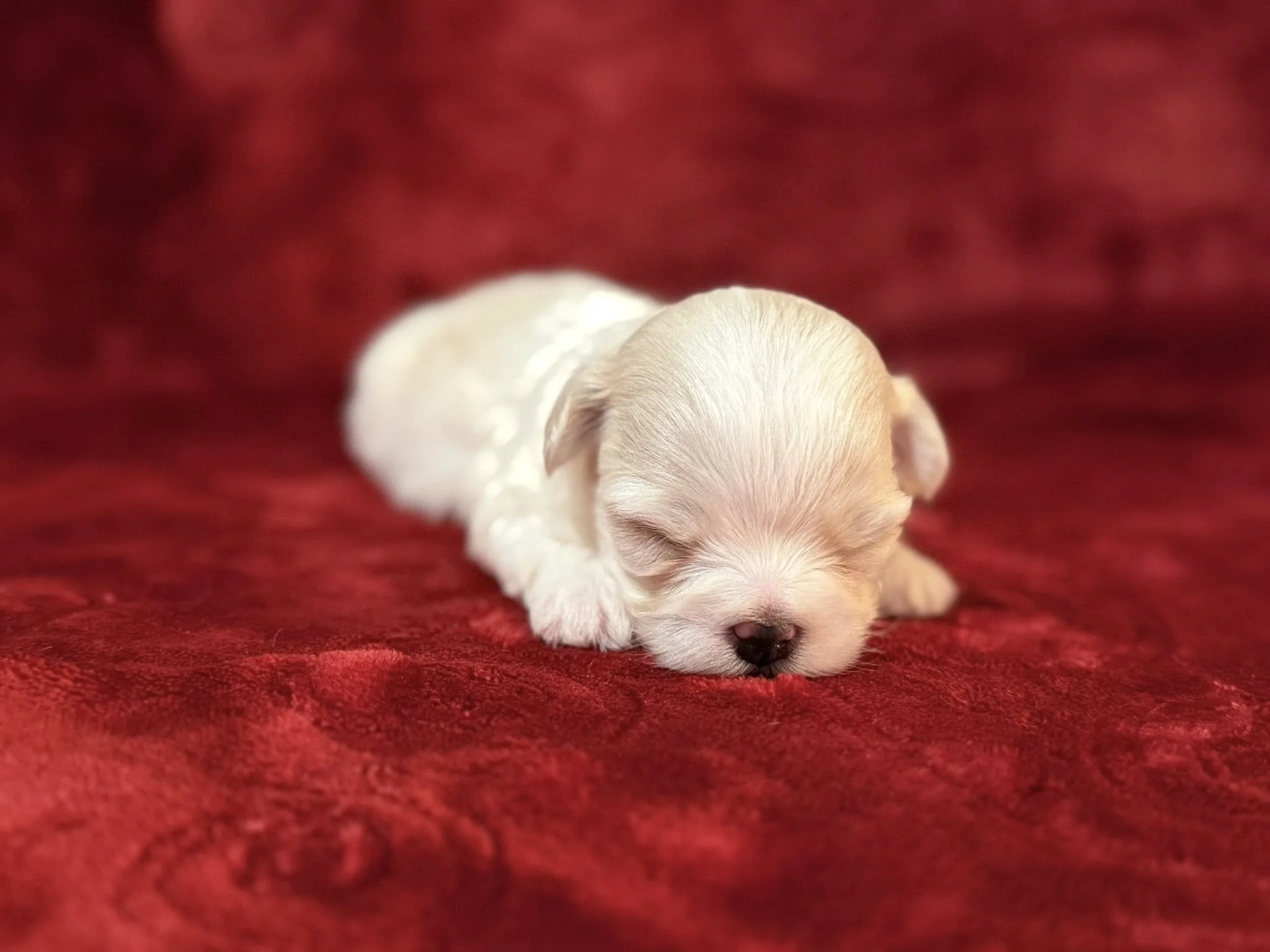 A tiny, cream-colored puppy with closed eyes, sleeping on a plush, red velvet surface.