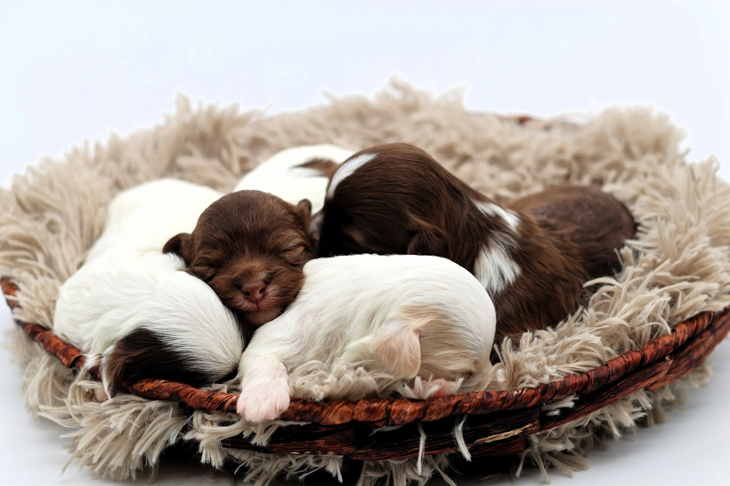 Four puppies, two white and two brown, sleeping in a cozy wicker basket lined with a fluffy cream-colored blanket.