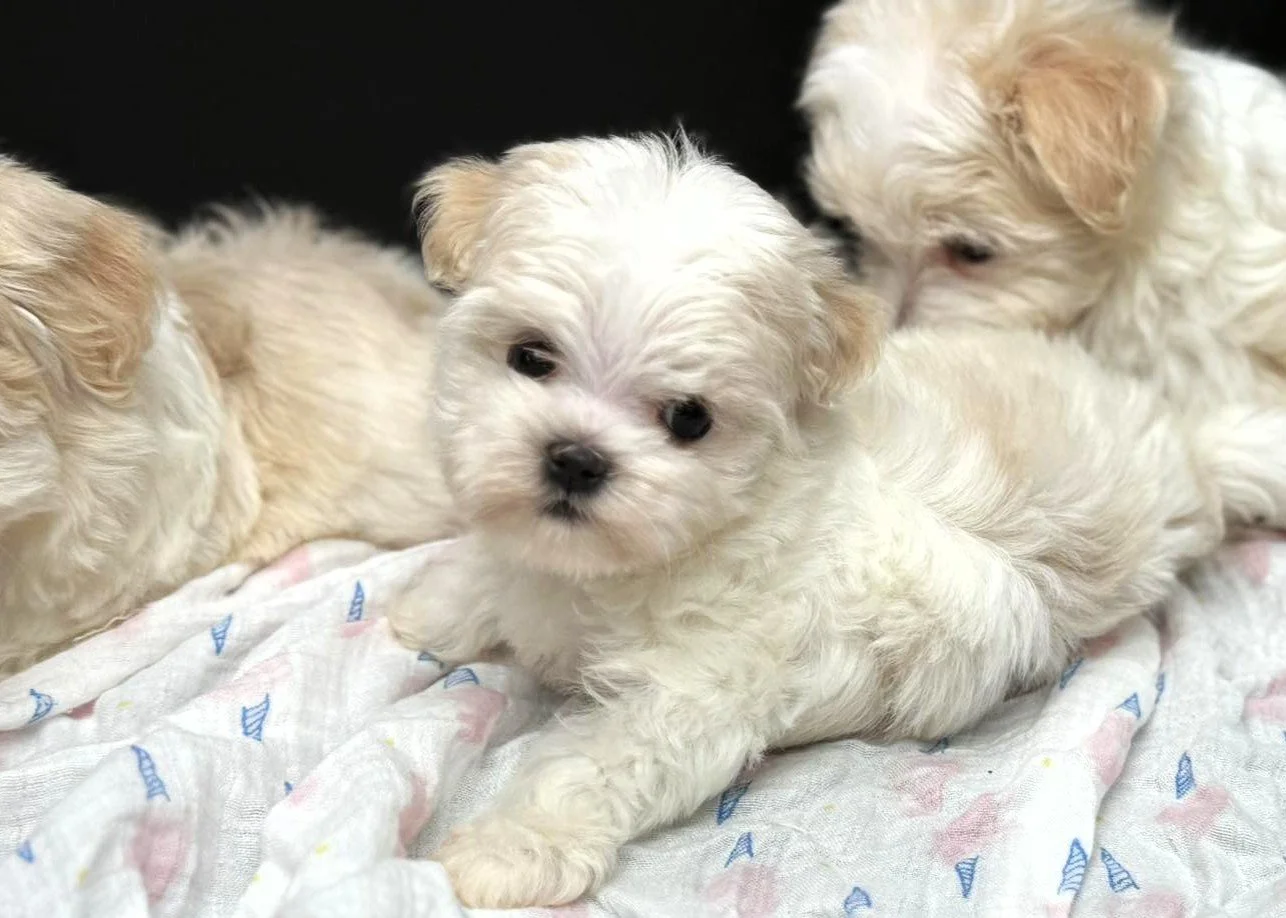 Three adorable small puppies with fluffy white and light tan fur lying on a soft white sheet with blue and pink patterns.