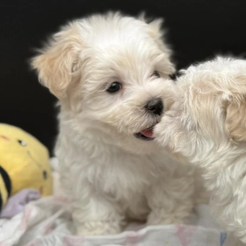 Two small white fluffy puppies with dark eyes and noses, one appears to be licking the other's face, with a yellow plush toy in the background.