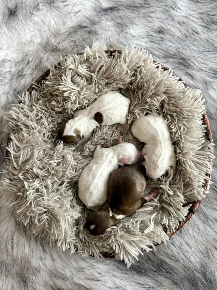 Five tiny puppies sleeping in a cozy basket lined with a fluffy beige blanket.