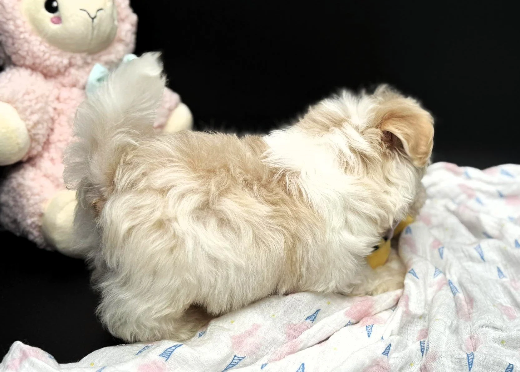 A small fluffy beige puppy with slightly curly fur standing on a white blanket with pink and blue patterns, facing away from the camera, next to a soft pink sheep plush toy with a white nose and black eyes.