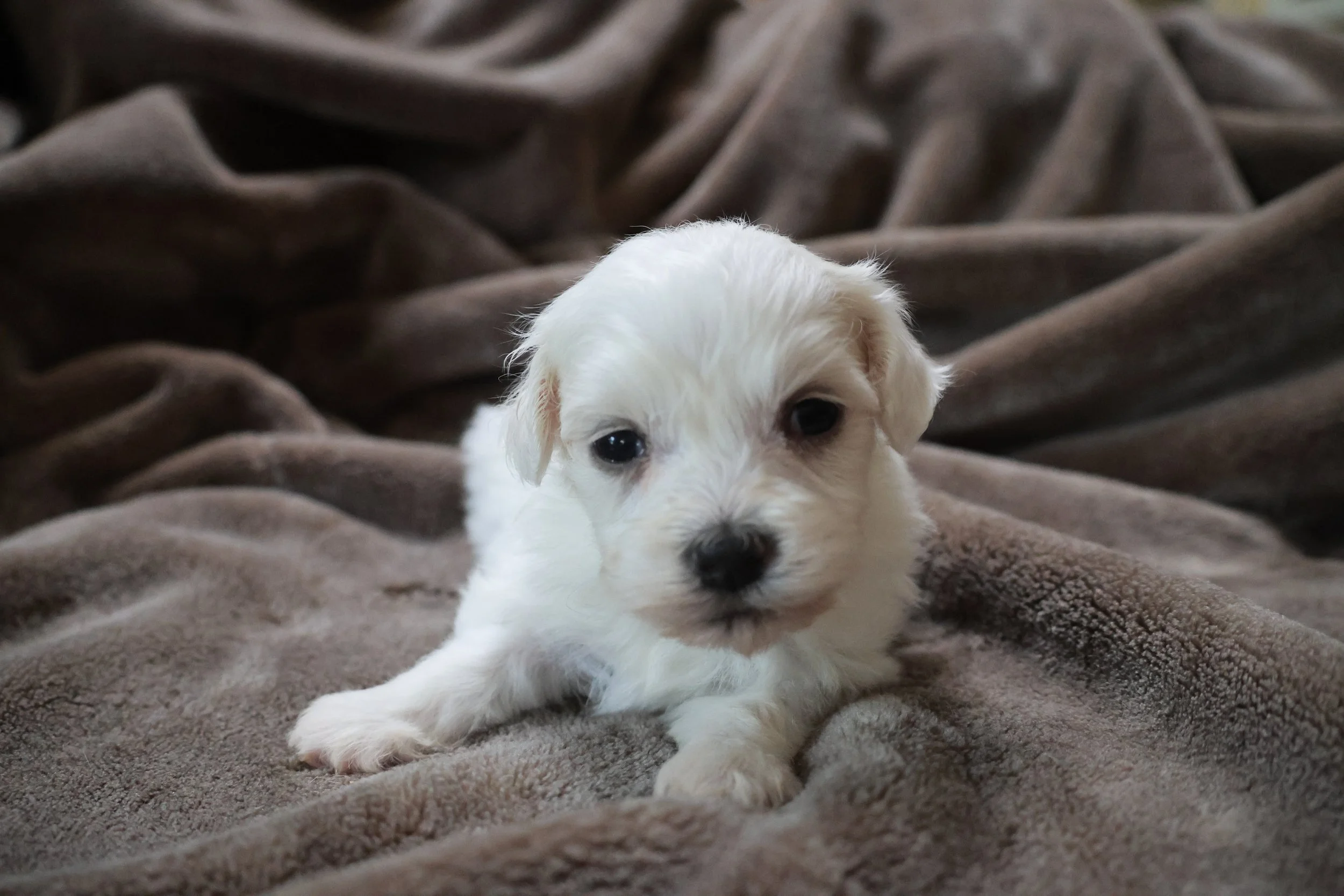 A small white puppy with fluffy fur lying on a soft, brown blanket.