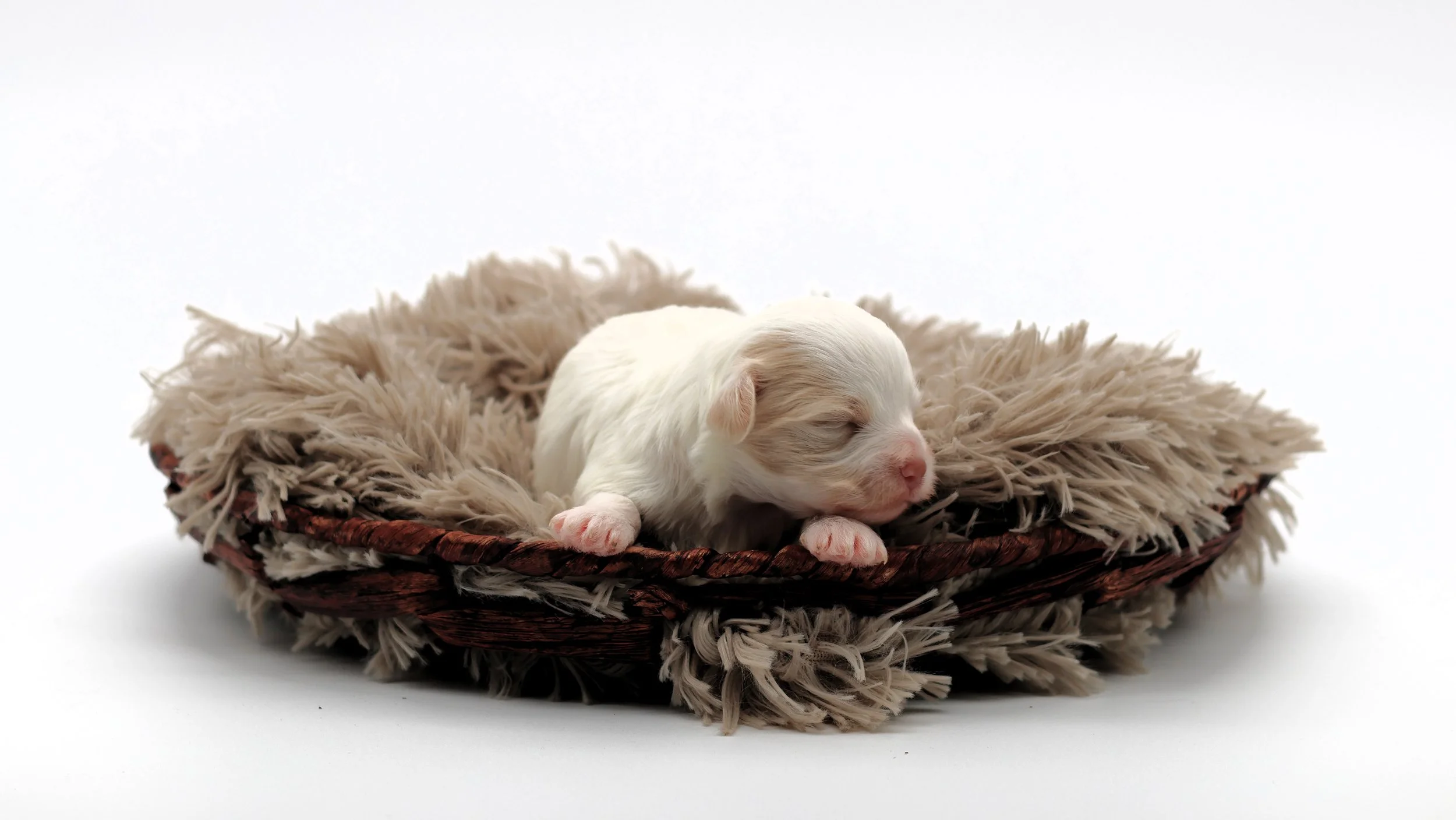 A tiny white and tan puppy sleeping on a fluffy beige blanket inside a dark brown woven basket against a white background.