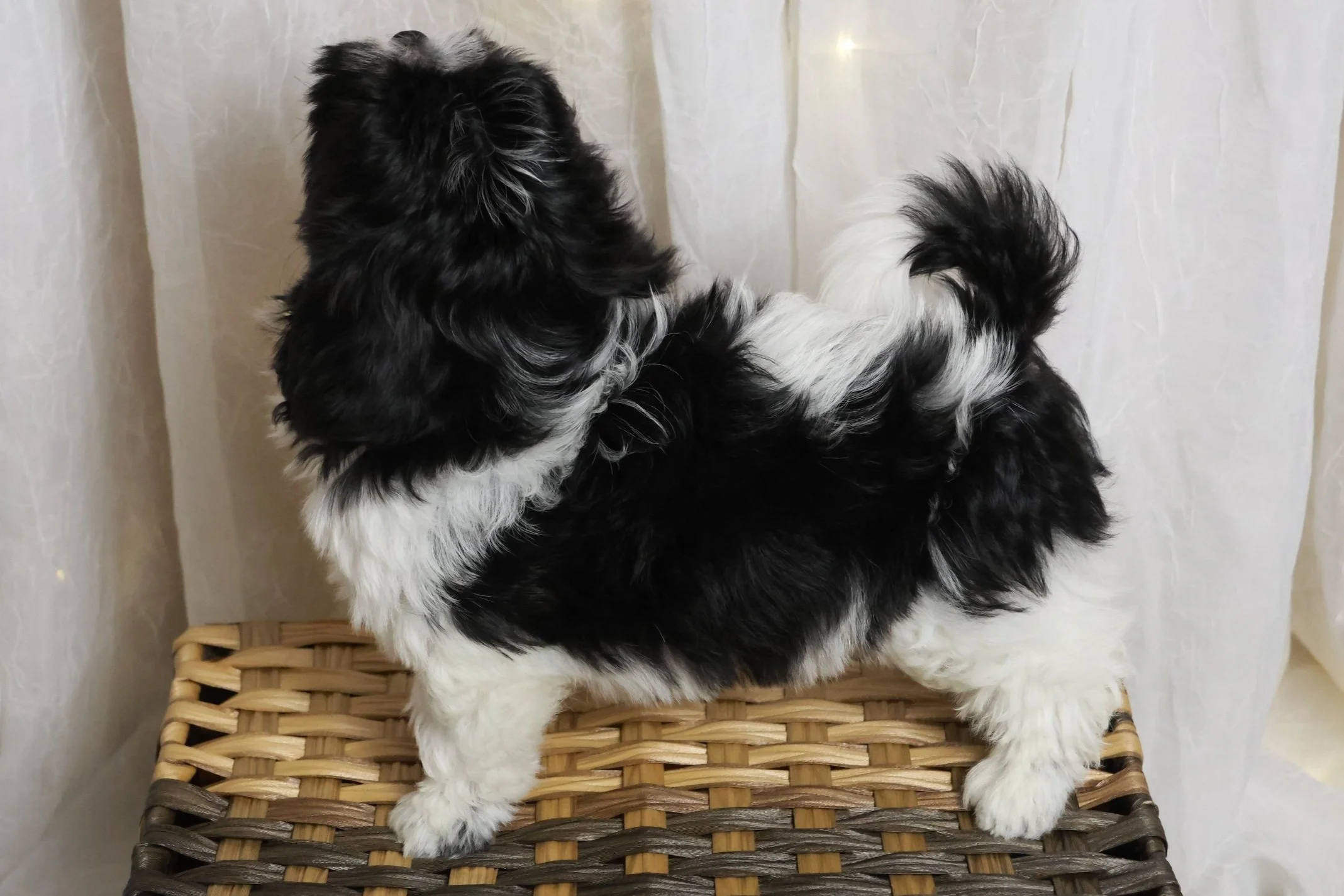 A black and white fluffy puppy standing on a wicker basket with a white curtain background.