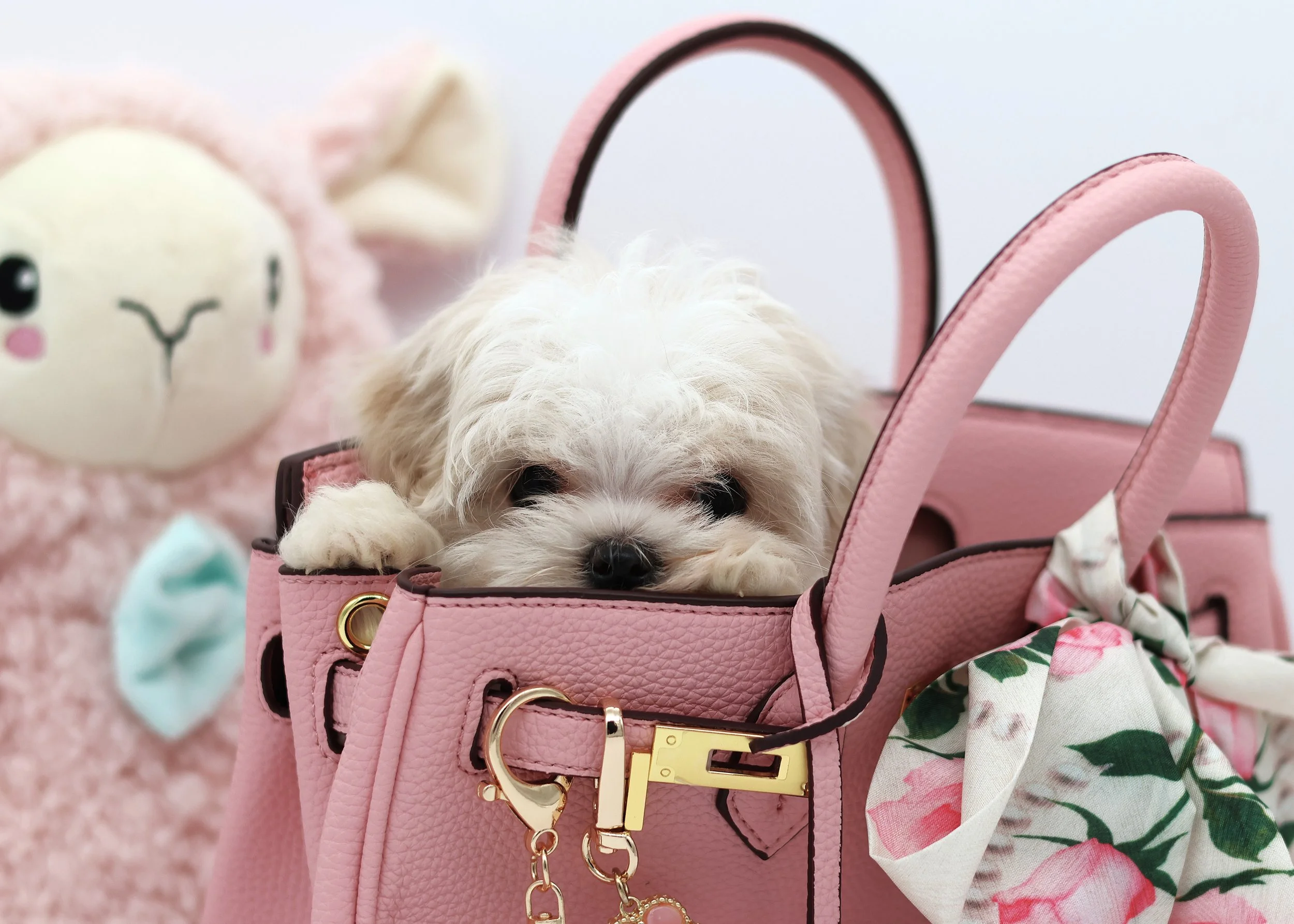 A small white puppy with curly fur sitting inside a pink handbag, with a plush pink llama toy in the background and a floral scarf tied to the handbag's handle.