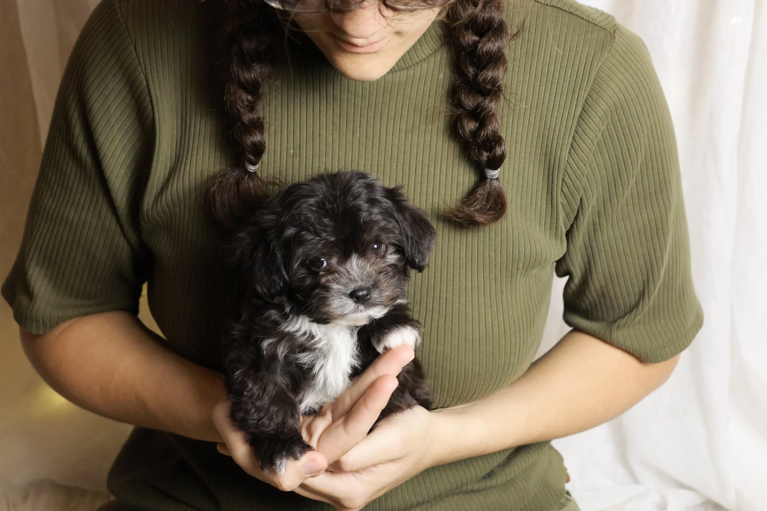 Person holding a black and white puppy with long hair, wearing a green ribbed shirt, with the background featuring a light curtain.