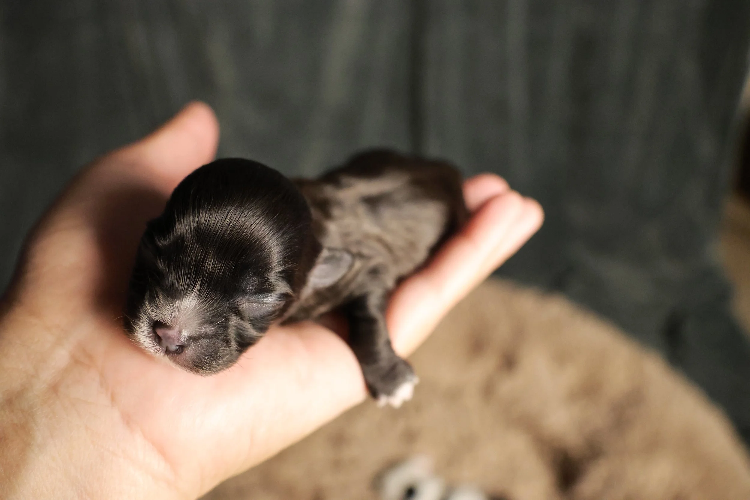 A tiny black and white kitten sleeping peacefully in a person's hand.